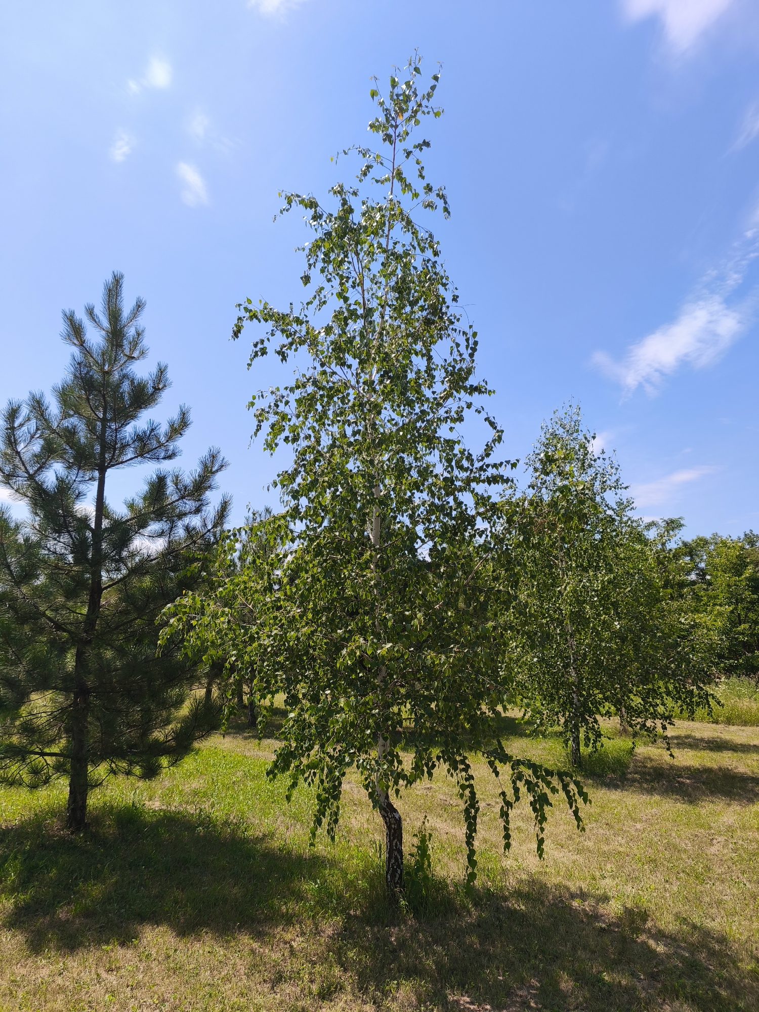 A bright, sunny day is depicted in this outdoor scene, likely located in the city of Stroiesti, Moldova. The image features a landscape with several trees, a grassy area, and a clear blue sky with scattered white clouds. In the foreground, a slender birch tree with light-colored bark and green leaves is prominent, its branches reaching upwards and some drooping downwards. To the left of the birch, a dark green pine tree stands, its needles creating a dense canopy. In the background, more trees, some appearing to be birch, are visible, creating a layered effect. The ground is covered in a mixture of dry, golden-brown grass and patches of greener, lusher grass, with shadows cast by the trees indicating the position of the sun. The overall impression is one of a tranquil, natural setting on a pleasant day. There are no people or animals visible in the image.