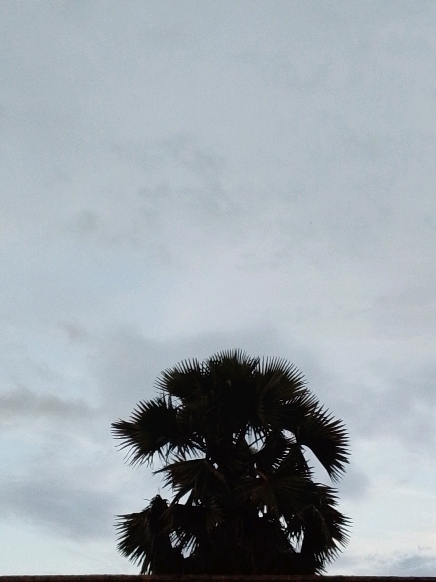 A silhouette of a palm tree is visible against a cloudy sky. The tree's fronds are fanned out, and its dark form is in stark contrast to the lighter sky. The bottom of the image shows a sliver of a horizontal structure, possibly a rooftop or ledge, in a dark color. The overall atmosphere is somewhat overcast, with soft, diffused light. This scene is located in Serti, Nigeria.