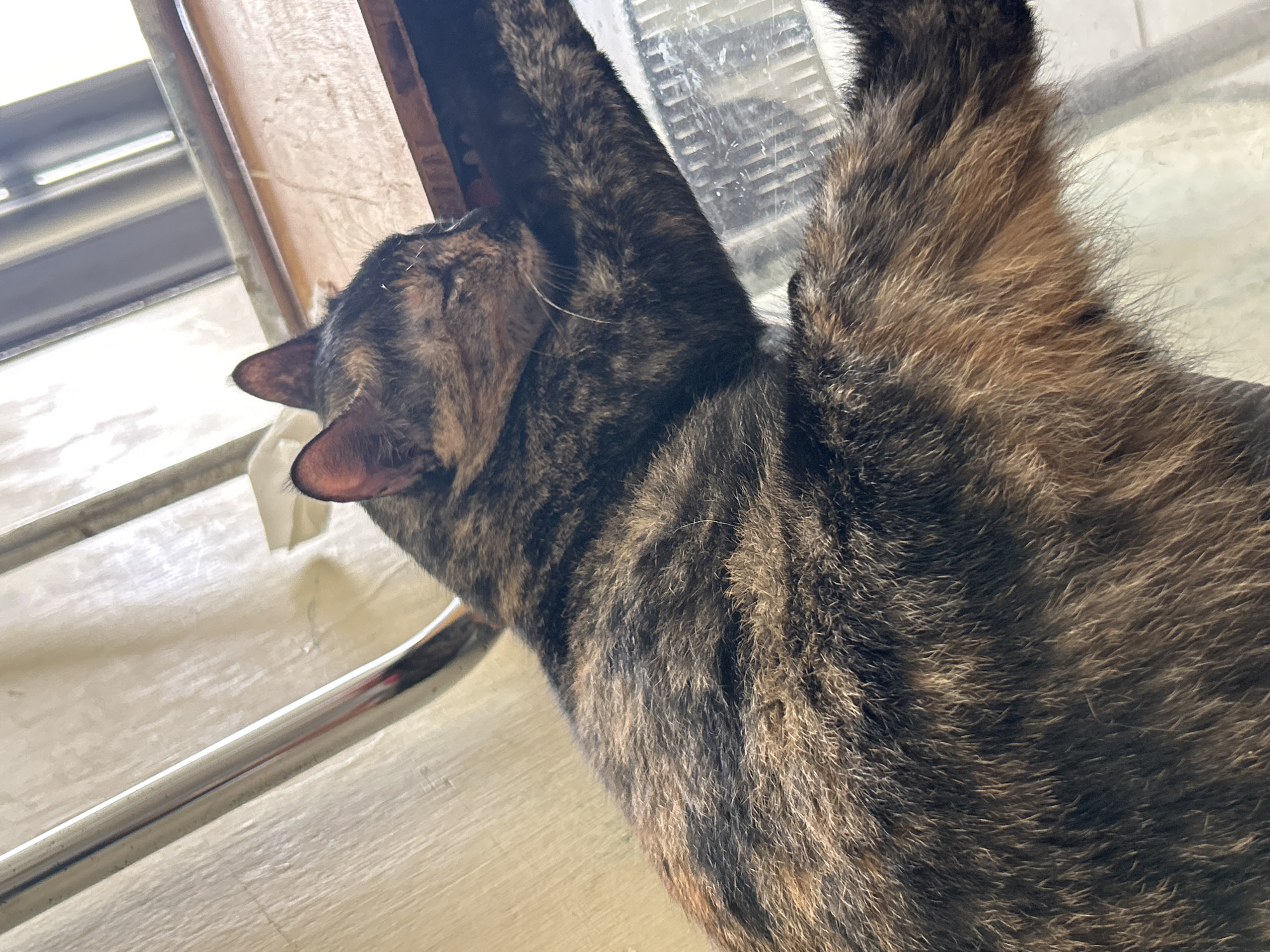 A tortoiseshell cat is shown indoors, lying on a light-colored floor with a metallic chair near a window. The location of Juan Griego, Venezuela is not discernible from the image.