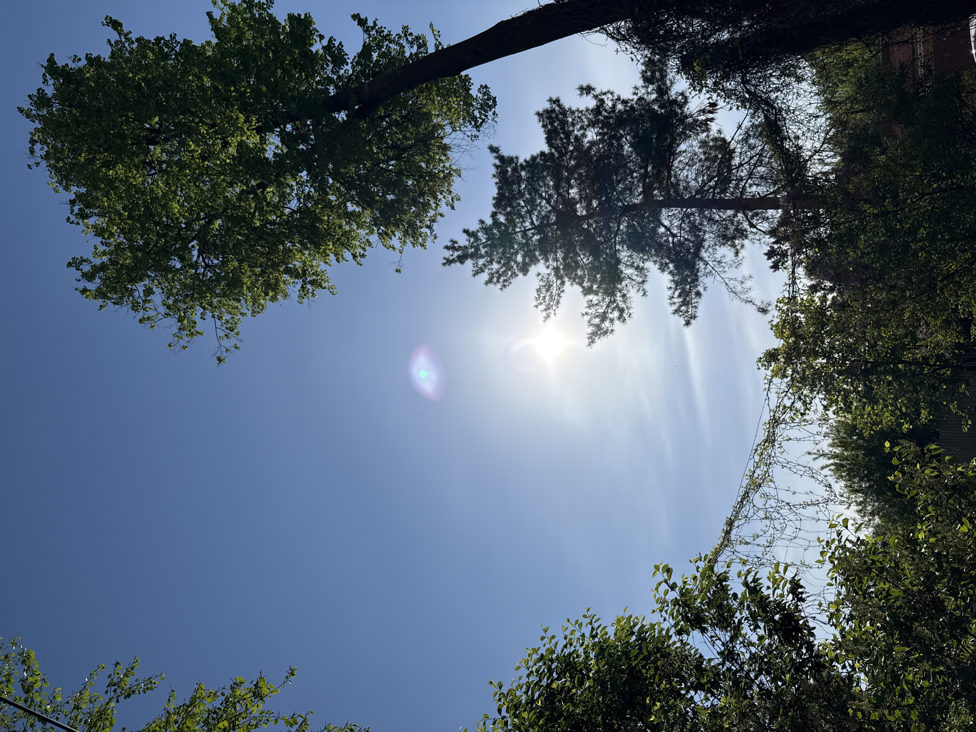 A low-angle shot captures a view of the sky framed by treetops. The sky is a clear, bright blue, with the sun shining brightly and creating a lens flare effect. The trees are various shades of green, with some appearing darker due to the sun's position. Some bare vines are visible amidst the foliage on the right side. The location is the city of Votkinsk, Russia. There are no people visible in the image. The focus is on the natural environment and the play of light and shadow.