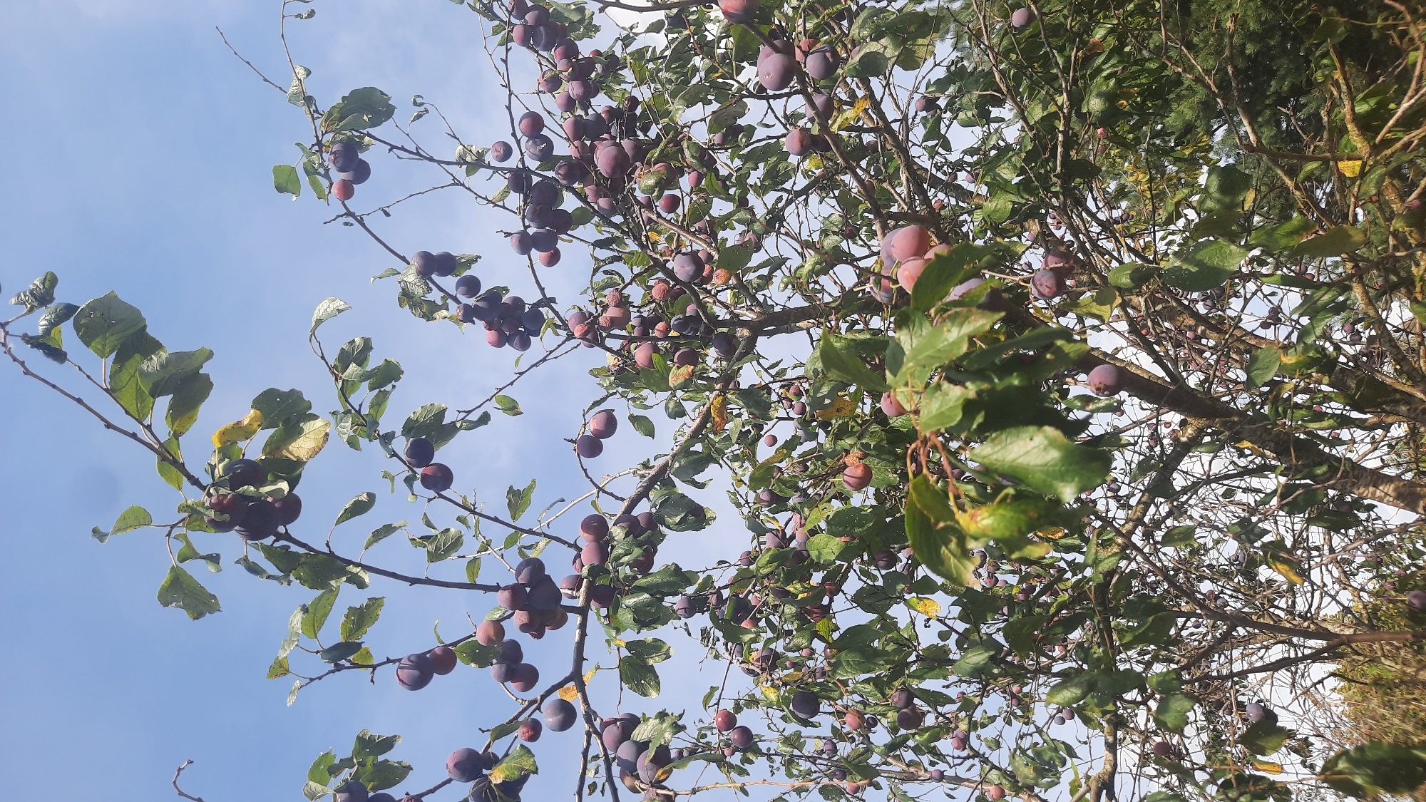 A low-angle, medium shot captures an outdoor scene under a partly cloudy sky. The primary subject is a plum tree heavily laden with dark purple plums, its branches reaching upwards. The leaves of the tree are predominantly green, with some showing signs of yellowing. The sky above is a clear blue with scattered white clouds. In the lower portion of the image, a sliver of a fence is visible, suggesting a property boundary. The overall impression is one of a fruitful harvest in an outdoor setting, possibly a garden or orchard.