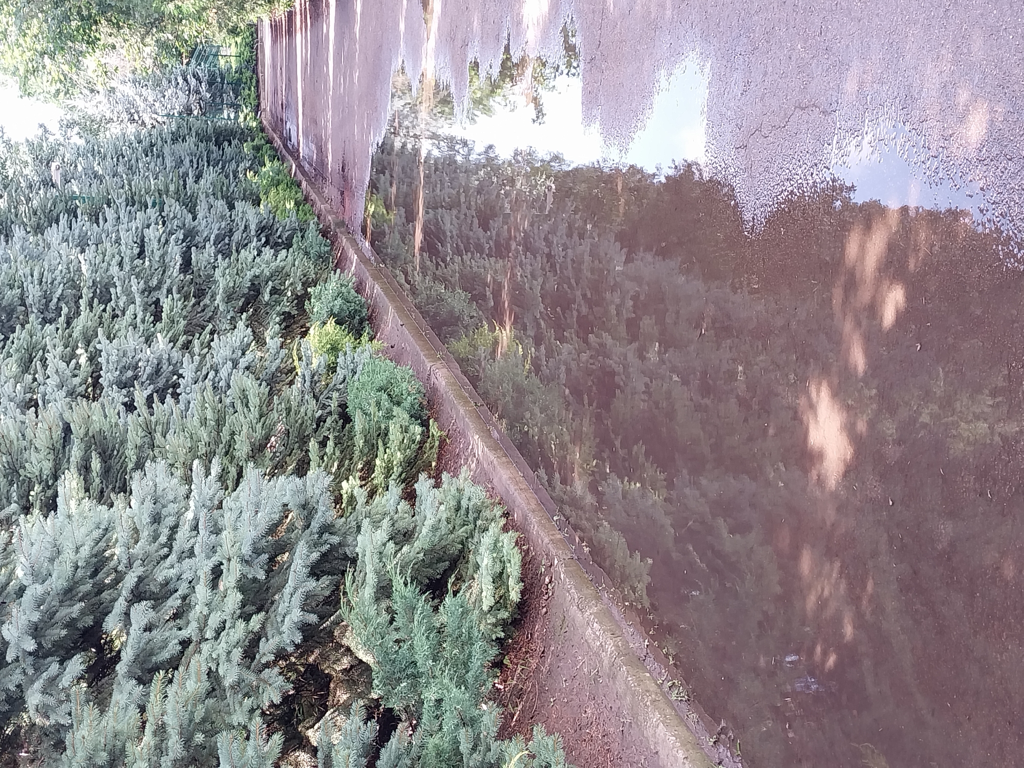 In Doslidne, Ukraine, a paved pathway runs alongside a row of coniferous trees, predominantly blue spruce, creating a shaded avenue. The pathway is wet, with a large puddle reflecting the trees and sky. The edge of the pathway is bordered by a concrete curb and a strip of soil with low-lying green vegetation. The overall scene suggests a park or public space after rainfall.