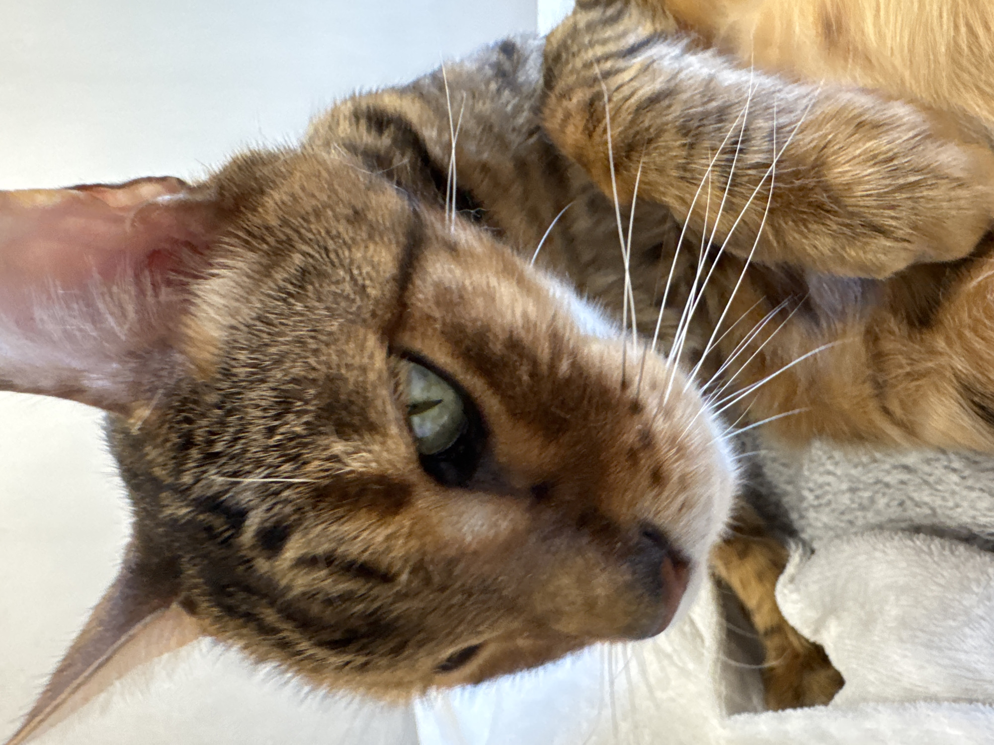 A close-up, slightly rotated view of a brown tabby cat lying down. The cat has striking green eyes and a pink nose. The background appears to be a white surface, possibly a blanket or bedding. The setting and location are Unknown, Unknown.