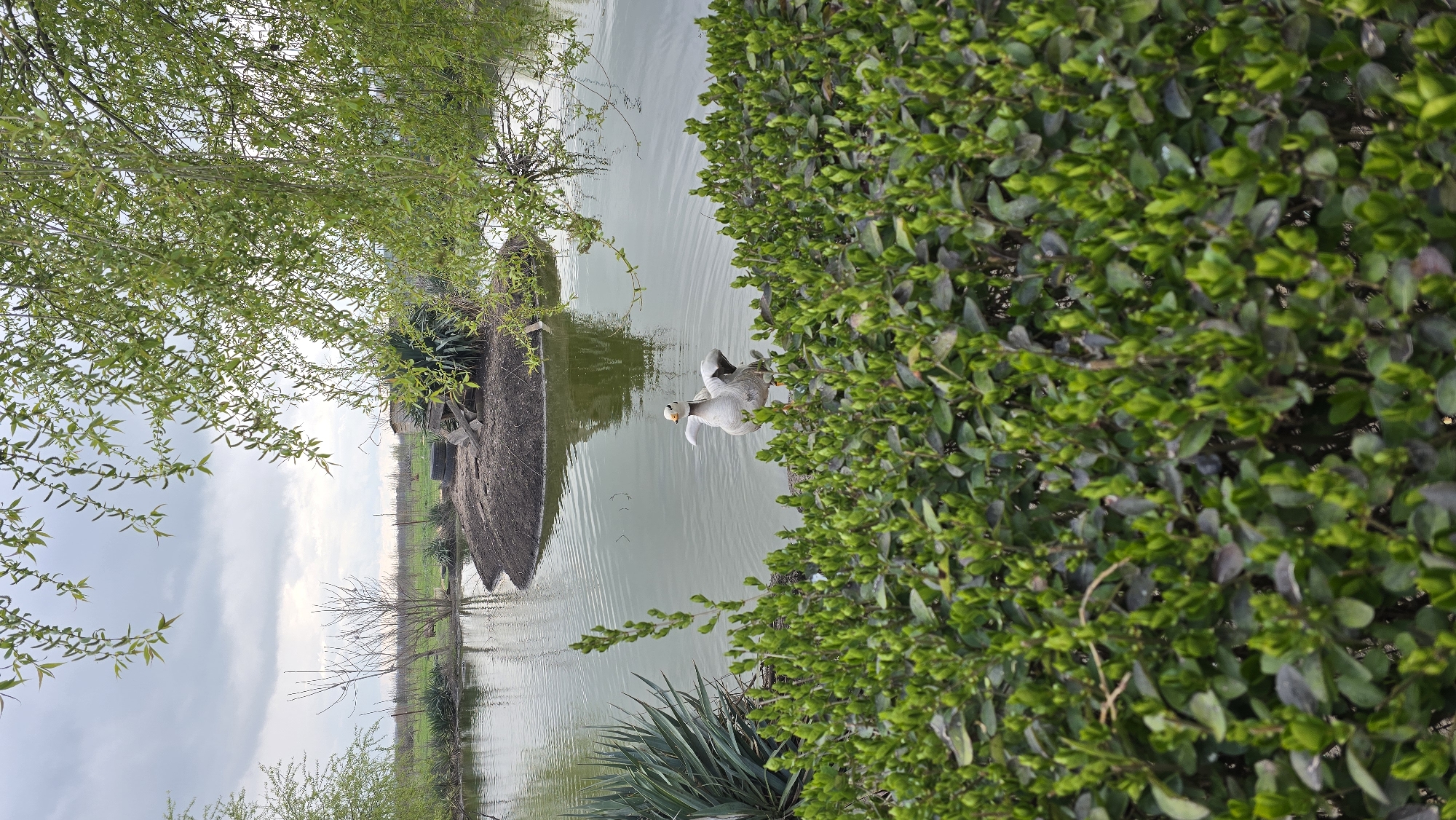 A medium shot, taken horizontally, depicts a tranquil scene, likely in a park or natural setting near Burgas, Bulgaria. The landscape features a body of water, possibly a pond or lake, reflecting the sky, which is partially obscured by foliage.
In the foreground, dense green bushes are visible on the right side of the image, providing a lush border. A goose stands in the water near the edge of the bushes, facing left of the frame.
On the left side, a tree with light green leaves extends into the frame, partially obscuring the background. Beyond the water, a thatched-roof structure sits on a small island or peninsula. In the distance, a treeline and open field can be seen under a cloudy sky. The scene suggests a natural park or wildlife reserve in Burgas.