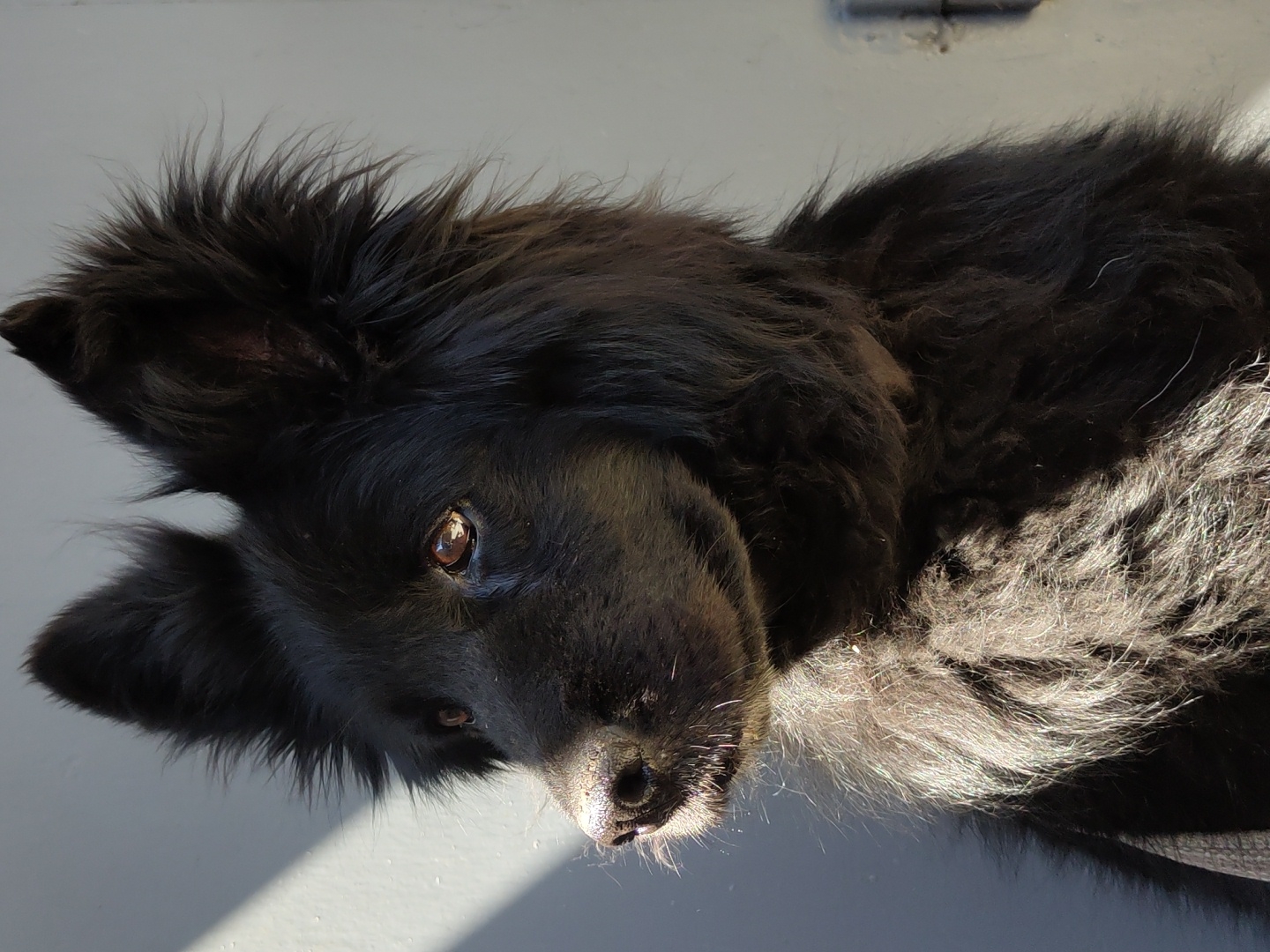 A close-up, profile shot shows a black dog with pointy ears and shaggy fur looking to the left. The dog's head is illuminated by sunlight, casting a shadow on the left side of its face, while the right side is in softer light. The dog's eyes are a warm brown, and its nose is dark and moist. The background is a plain, light-colored wall, possibly a building exterior, with a faint vertical line on the right side. The lighting suggests it is outdoors during the day. There are no other individuals or objects clearly visible in the frame.