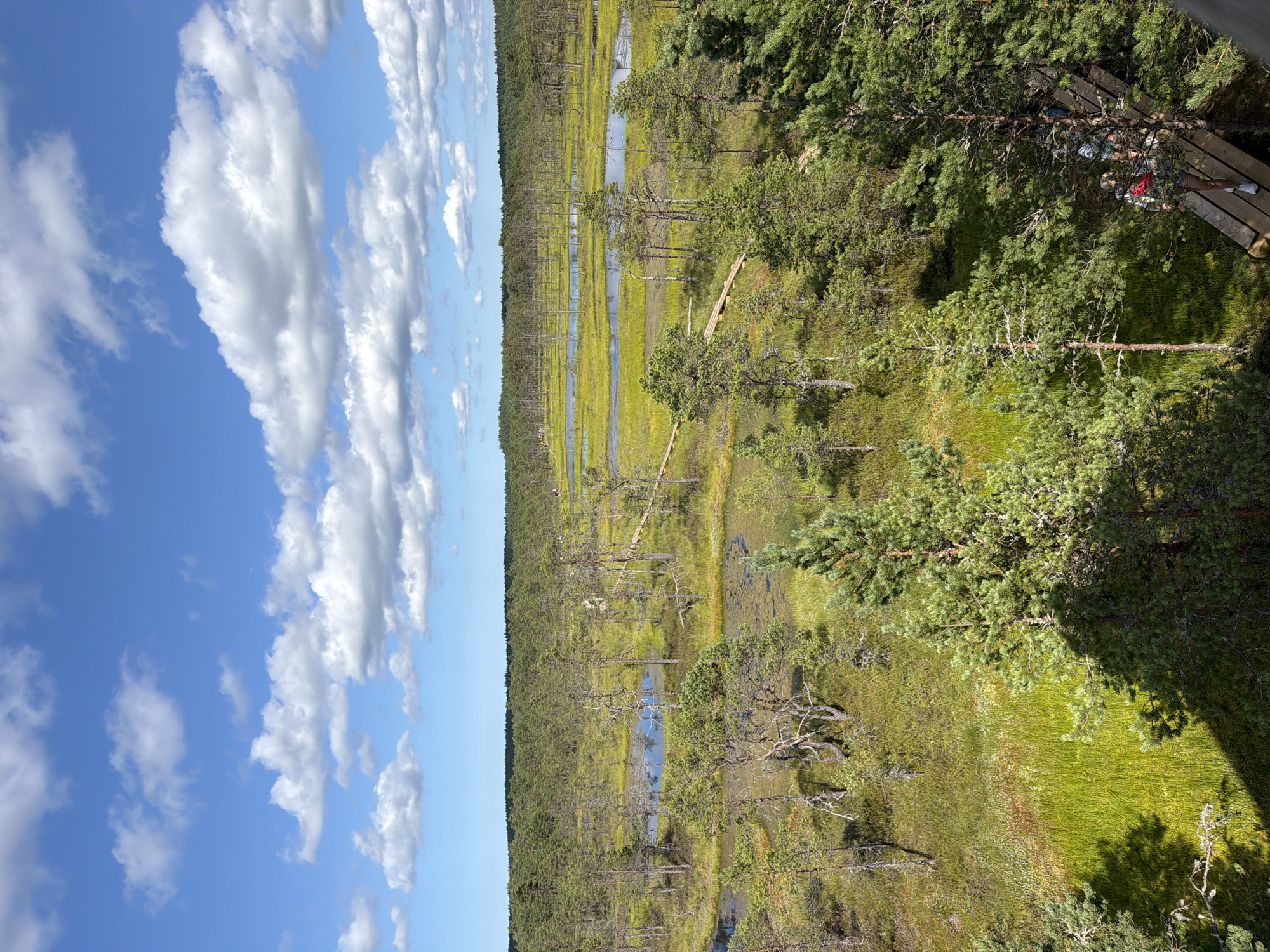 An aerial, wide-angle shot captures a vast, natural swamp landscape under a bright blue sky with scattered white clouds. The scene is dominated by lush green vegetation, interspersed with pools of calm water and a network of wooden boardwalks snaking through the terrain. Scattered pine trees, some appearing gnarled and weathered, punctuate the landscape, adding texture and depth. In the distance, a dense, dark green forest forms a horizontal line against the horizon. Towards the right side of the image, a wooden walkway is visible, with several individuals walking along it, appearing as small figures in the expansive natural setting. The overall impression is one of serene natural beauty and an untouched wilderness, likely located within the protected natural areas of Kolga alevik, Estonia, given the characteristic peat bog ecosystem and pine forests.