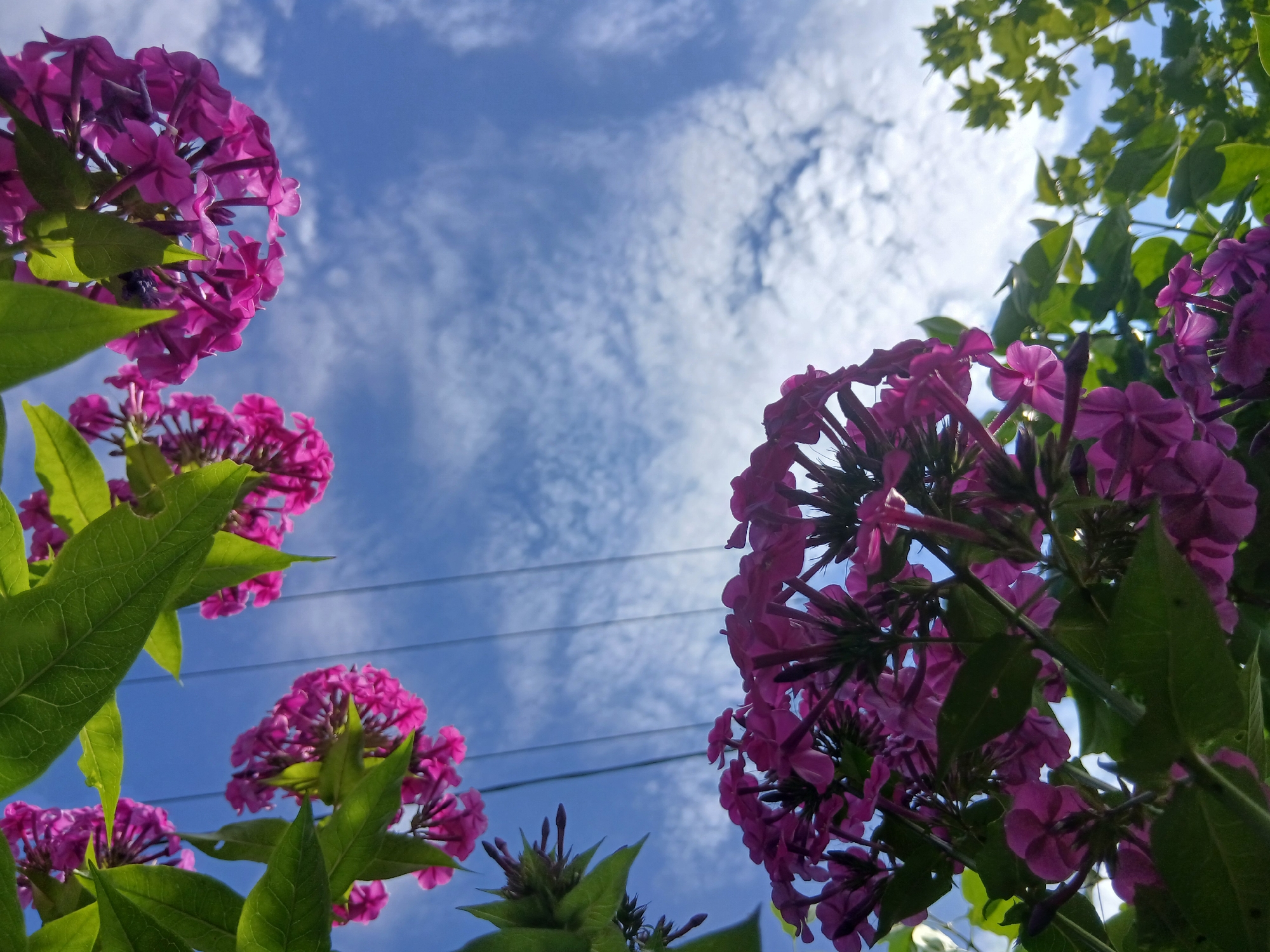 An extreme low-angle, medium shot captures a cluster of dark pink phlox flowers and their green leaves against a bright blue sky dotted with wispy white clouds. The flowers are in focus, with their individual petals clearly visible. In the background, two dark horizontal power lines stretch across the sky. The scene is composed of natural and man-made elements, with the flowers framing the sky and power lines. The lighting suggests it is daytime, with the sun casting a soft glow on the flowers. The image is well-composed, with the vibrant colors of the flowers and sky creating a visually appealing contrast.
