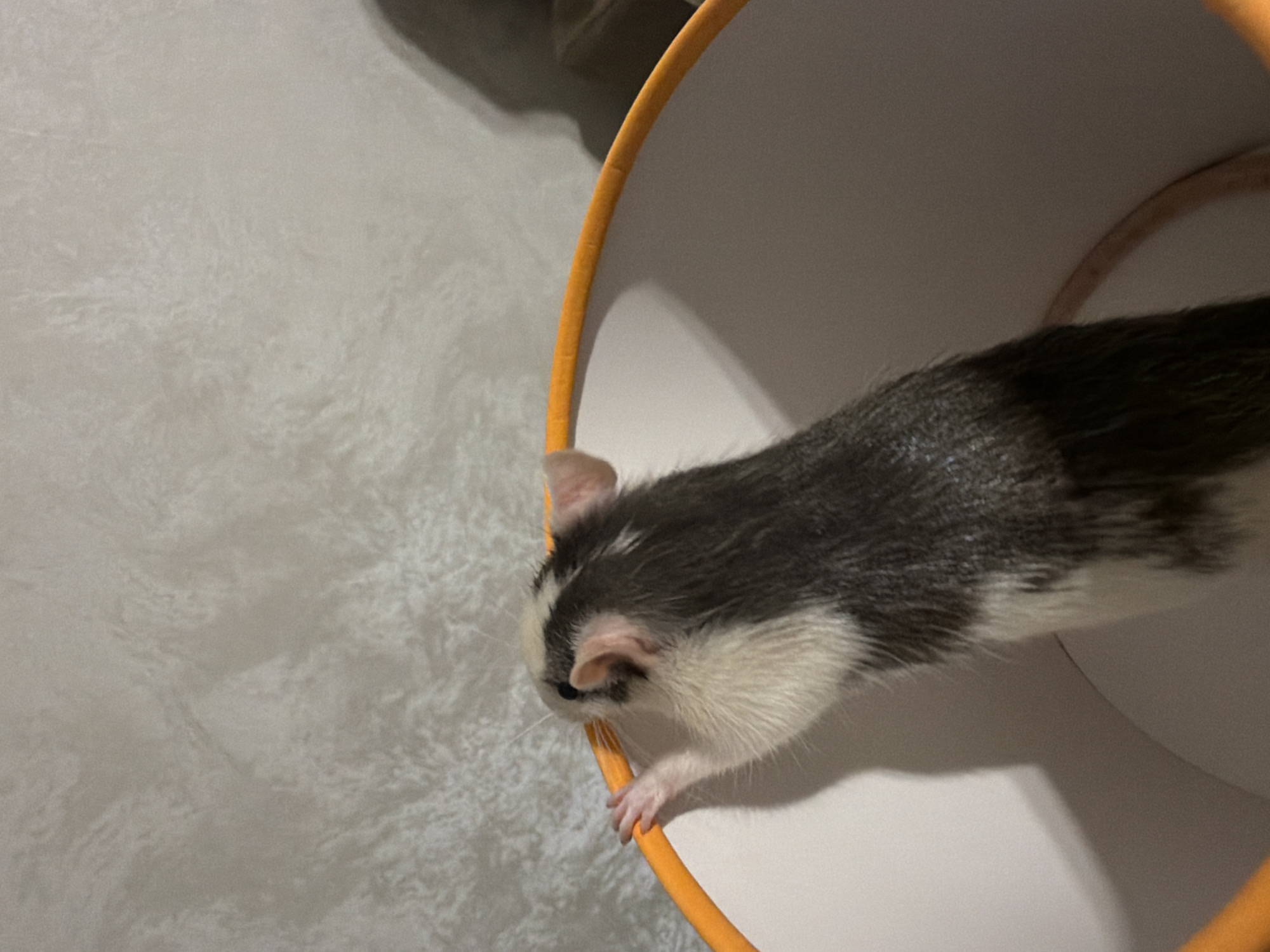A small black, white, and grey rodent, resembling a rat or mouse, is captured in a close-up indoor shot. The animal is positioned within a light-colored, possibly white, container or against a plain white surface, while its body extends over an orange, curved object, which appears to be a wire or hoop. The rodent is actively grasping the orange object with its front right paw, with its head slightly lowered as if sniffing or exploring the object. Its fur displays a distinct pattern of black on its back and white on its underside and face, with some grey tones. Small pink ears and whiskers are visible. In the background, a light grey, textured surface, possibly a blanket or soft furnishing, is present. The lighting is soft and even, indicative of an indoor setting. The rodent's tail, light pinkish-brown, is visible extending into the background. No text is visible in the image. The scene depicts an animal engaging with an object in what appears to be a domestic or enclosed environment in Chaikovsky, Russia.