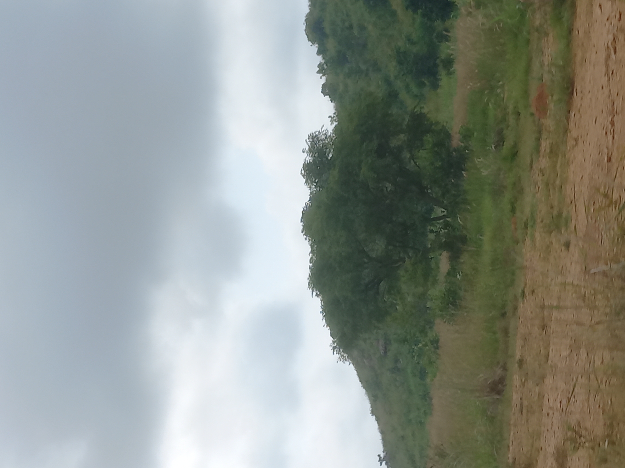 The image depicts a landscape scene with rolling green hills under a cloudy sky. In the foreground, there is a dirt path with some sparse dry grass. The middle ground features a lush green hillside dotted with trees and tall grass. A prominent, large tree with a dense canopy stands on the slope. The background shows more of the hilly terrain, covered in vegetation, and extending towards the horizon. The overall impression is of a natural, possibly rural, environment. The specific location in the city of Mangu Halle, Nigeria, is indicated by the context provided.
