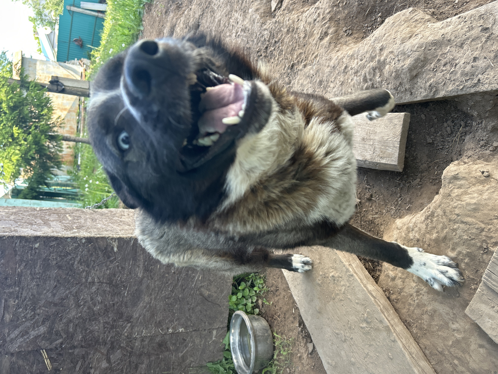 A lively, medium-to-large-sized dog dominates the frame, captured mid-action with its mouth wide open, revealing sharp white teeth and a pink tongue, suggesting a bark, pant, or playful vocalization. The dog has striking blue eyes that gaze directly at the viewer. Its fur is a mix of dark brown or black on its head and back, transitioning to lighter, possibly grayish-brown on its chest and belly, with distinctive white markings on its front paws.
The dog stands on an uneven ground composed of dirt, scattered wooden planks, and patches of green grass and dandelions. A metal dog bowl is visible on the ground to the lower left. The background reveals an outdoor, rustic setting under bright daylight, indicating sunny weather. Green foliage, including trees and bushes, is visible, along with parts of a building or shed with a distinct turquoise corrugated metal roof. The overall scene conveys an energetic moment in a rural or semi-rural environment in Foky, Russia.