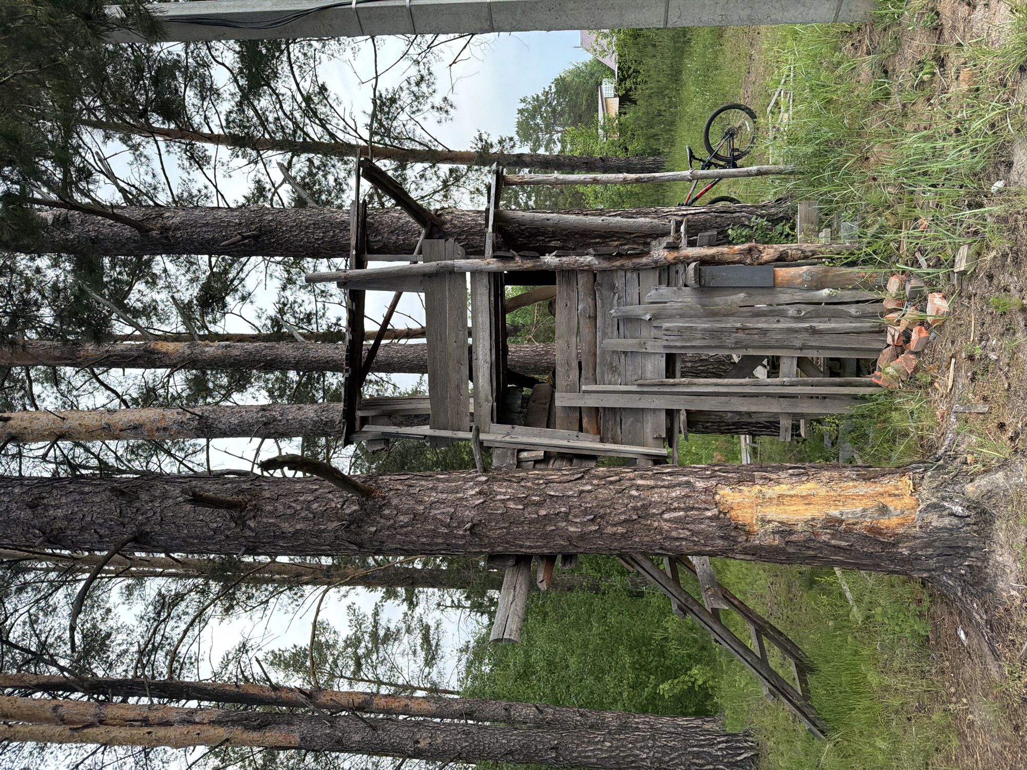 The image captures an outdoor scene dominated by several tall, mature pine trees, likely in a rural or semi-rural setting. The sky is overcast, suggesting a cloudy day.
In the center of the frame, a rustic, multi-level wooden structure is built amongst the pine trees, using some of them as support. This makeshift construction appears to be fashioned from various salvaged wooden planks and beams, some of which are weathered. It has an irregular shape with platforms and partial walls, reminiscent of a treehouse, a blind, or a simple shed. One prominent pine tree trunk in the foreground shows a large area where its bark has been removed or damaged, exposing the lighter-colored wood beneath.
To the right of the wooden structure, a red and black bicycle is leaning against what appears to be a wooden fence or another part of the structure, partially obscured by tall grass. Near the base of the wooden structure and the grass, a small pile of red bricks is visible. The ground is covered with grass and some dirt. In the background, beyond the trees and structures, more green foliage and what might be a distant house or building can be seen. No people are present, and there is no visible text. The overall impression is one of a natural, somewhat unkempt area with a handcrafted, utilitarian wooden construction.