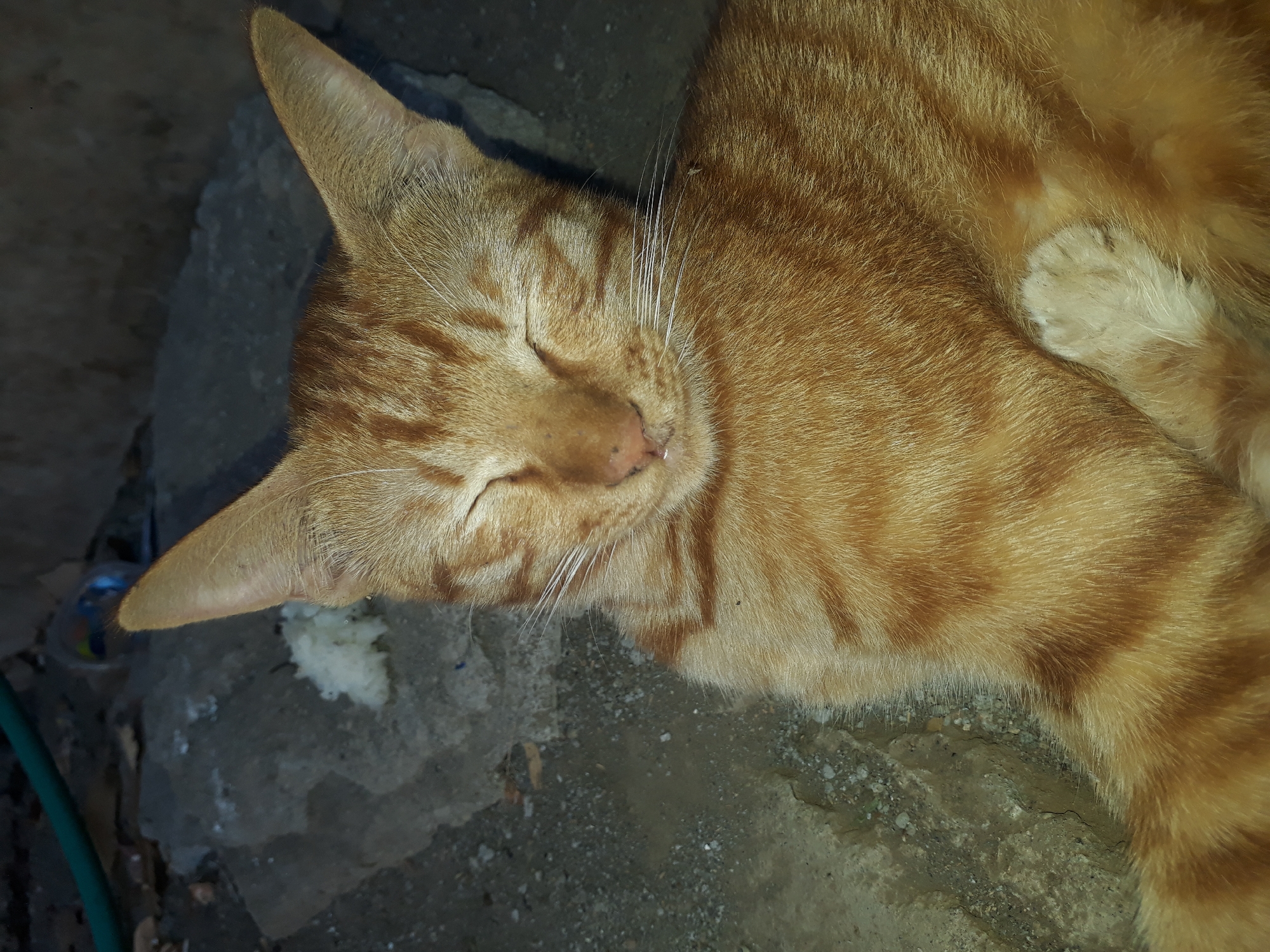 A close-up, eye-level shot captures an orange tabby cat with its eyes closed, appearing to be sleeping or resting. The cat has characteristic dark stripes on its fur and prominent white whiskers. It is lying down on a textured surface, possibly concrete or rough ground, which is uneven and speckled with small stones. To the left of the cat, there is a flat, gray surface with a small clump of white material on it, resembling shredded paper or cotton. In the background, a blurred green hose is visible, along with some dark debris and a partially visible plastic bottle. The overall environment suggests an outdoor setting in what could be an urban or semi-urban area, perhaps a yard or alleyway in Janapria, Indonesia.