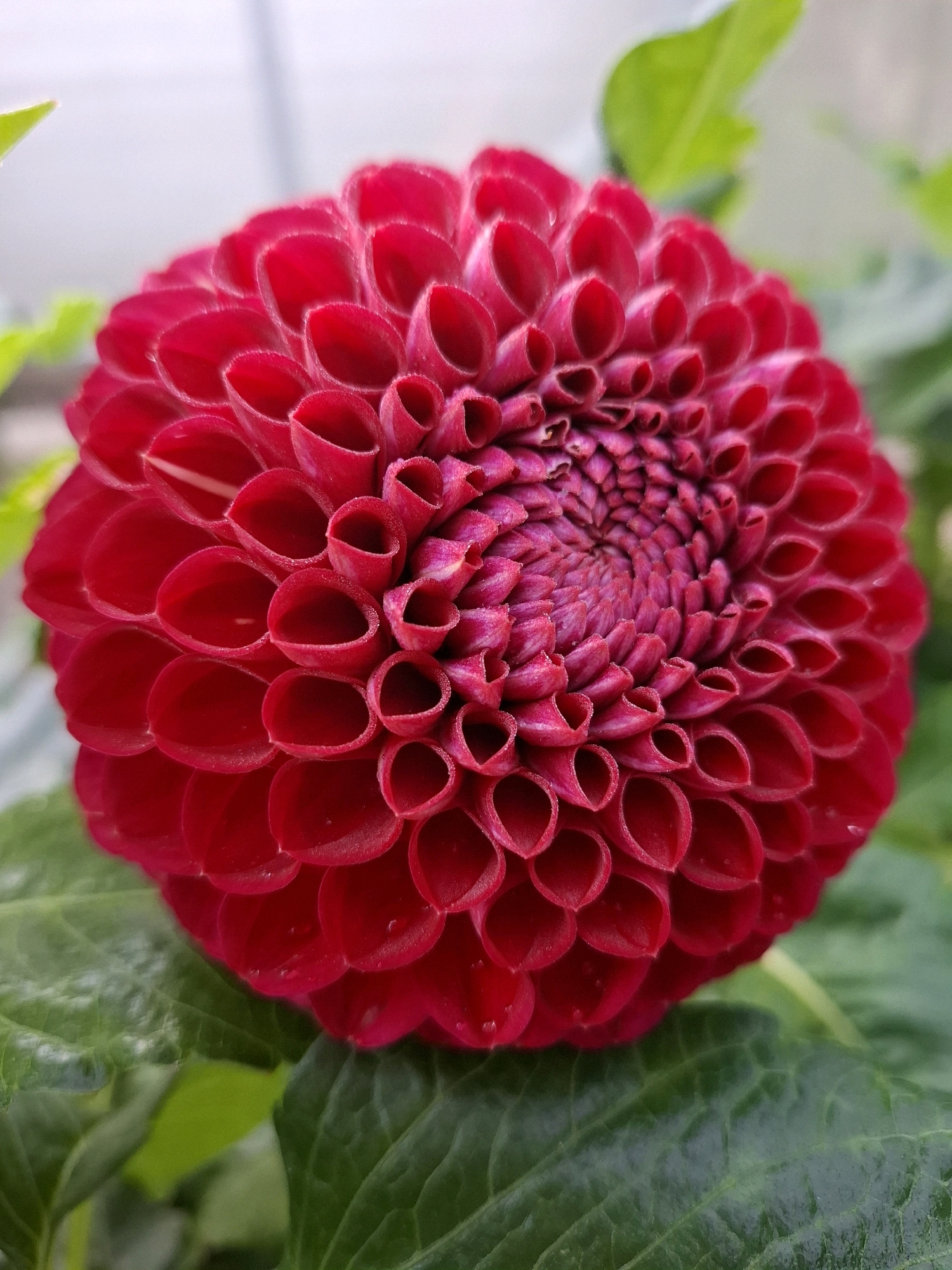 The image shows a close-up of a bright red dahlia flower with many tightly packed petals. The flower is in full bloom and is the dominant subject in the frame. The petals are a rich, saturated red, and their layered structure creates a sense of depth and complexity. The center of the flower is a deeper, purplish-red, with the petals spiraling inwards. The flower is surrounded by green leaves, which are slightly out of focus, creating a soft bokeh effect in the background. The lighting appears natural, highlighting the texture and contours of the petals. There are no people or man-made objects visible in the image. The image appears to be a photograph taken in a garden or natural setting, but its exact location in Tyumen, Russia, cannot be determined from the visual information alone.