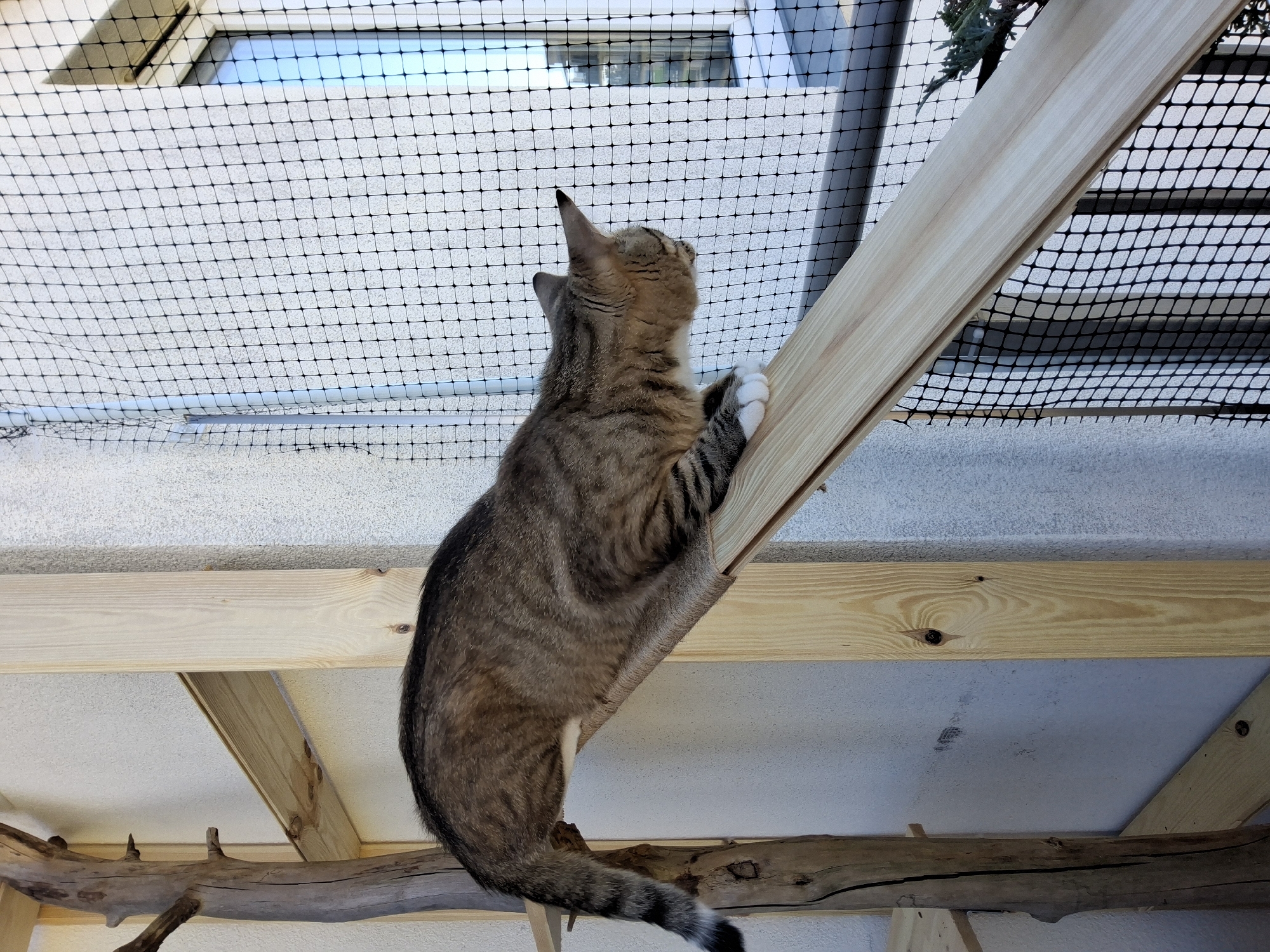 A tabby cat with white paws is positioned on a wooden ramp that is part of a cat climbing structure. The ramp is angled and covered with rough twine for grip. The cat is looking downwards towards the right of the frame, with its body extended along the ramp. Behind the cat, a textured wall is visible, and to the right, a window is partially obscured by a black net. The cat climbing structure is made of light-colored wood and features a gnarled tree branch as a vertical support on the left. The setting appears to be an outdoor balcony or enclosed outdoor space, possibly in Warsaw, Poland, indicated by the presence of netting commonly used for cat enclosures on balconies in urban areas.