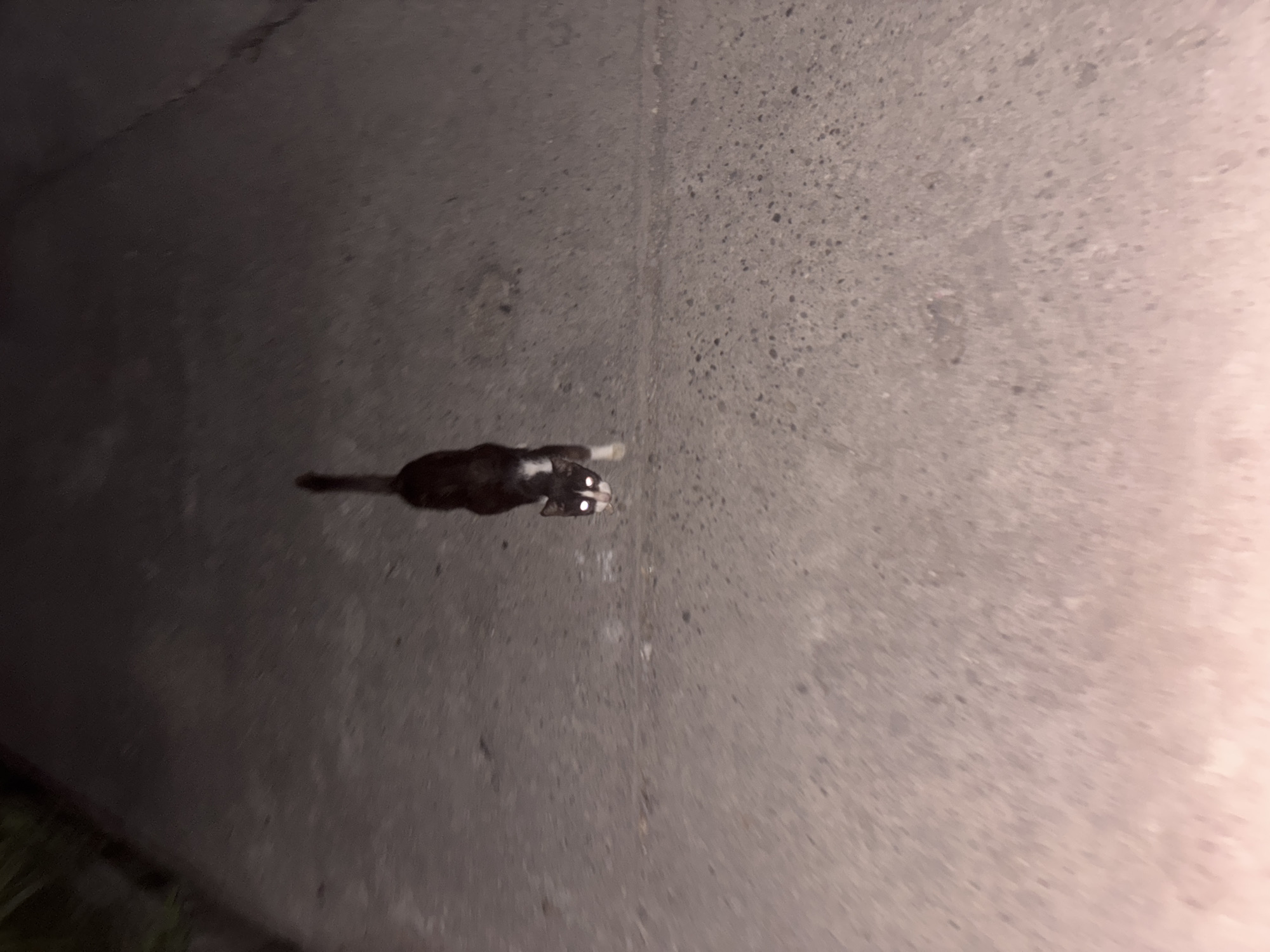 A black and white cat with glowing white eyes stands on a paved surface at night. The cat is facing the camera and is positioned in the center of the frame, slightly towards the upper half. Its body is elongated, and its tail is raised. The paved surface appears to be a road or sidewalk with a gritty texture. There is some blurry green foliage visible in the upper left corner of the image, suggesting an outdoor environment. The lighting suggests artificial illumination from an unseen source, possibly a flashlight or vehicle headlights, causing the cat's eyes to reflect brightly. No other subjects or significant environmental details are discernible. The image does not contain any specific indicators of location within Davao City, Philippines, beyond the general context of an outdoor urban or semi-urban setting.