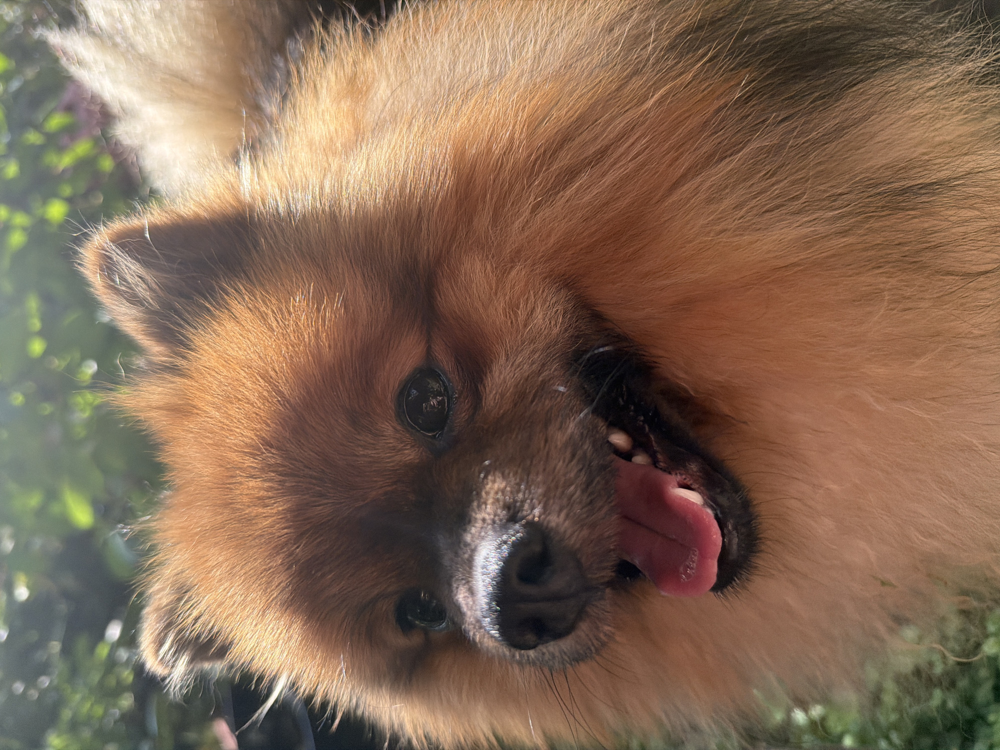 A close-up shot captures a Pomeranian dog with ginger fur panting with its tongue out. The dog is positioned outdoors with soft sunlight highlighting its fur. In the background, out-of-focus green foliage suggests a natural setting, possibly a garden or park, within the residential area of Маяк Снт (дарна), Russia.