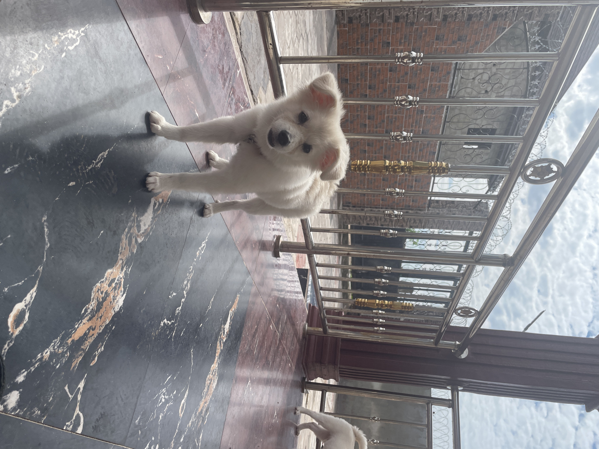 A young, white, fluffy dog stands on a marbled tiled patio in front of a metal railing. The dog is facing the camera with its mouth slightly open. In the background, there is a brick wall and a wooden pillar. The sky is visible above with some clouds. The scene appears to be outdoors in a residential area.