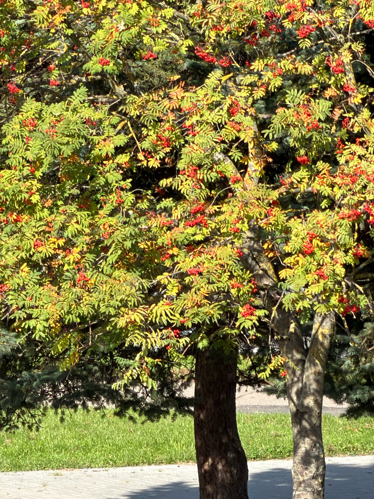 The image shows a close-up view of a rowan tree with bright red berries and green leaves, interspersed with some yellowing foliage, indicating an autumn setting. The tree is in the foreground, with two tree trunks visible. The trunk on the left is darker and appears older, while the trunk on the right is lighter and has a more textured bark. In the background, a patch of green grass is visible, bordered by a grey paved walkway. Sunlight dapples the scene, casting shadows from the branches onto the grass and walkway. The overall impression is of a natural scene within an urban environment. No people or specific landmarks of Minsk, Belarus, are identifiable in this image.