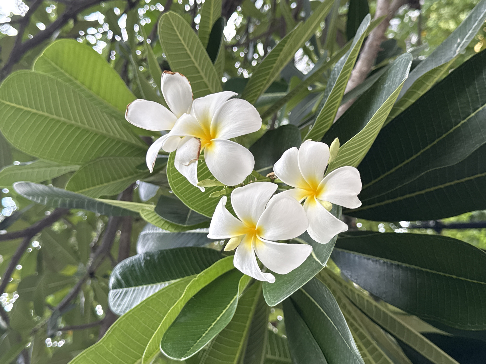 This is a close-up, outdoor photograph of a cluster of white plumeria flowers with yellow centers, surrounded by lush green leaves. The flowers are in various stages of bloom, with some fully open and others partially unfurled. The leaves are broad and veined, creating a dense canopy that partially obscures the background. The background consists of more blurred green foliage and branches, with a bokeh effect of light circles, suggesting a soft focus and dappled sunlight. The scene appears to be in a natural or garden setting. The context provided suggests this location is the city of Thủ Đức, Vietnam, known for its greenery and tropical climate, which would support the presence of plumeria trees. There are no people or specific urban structures visible in the frame; the focus is entirely on the natural beauty of the flowers and foliage.