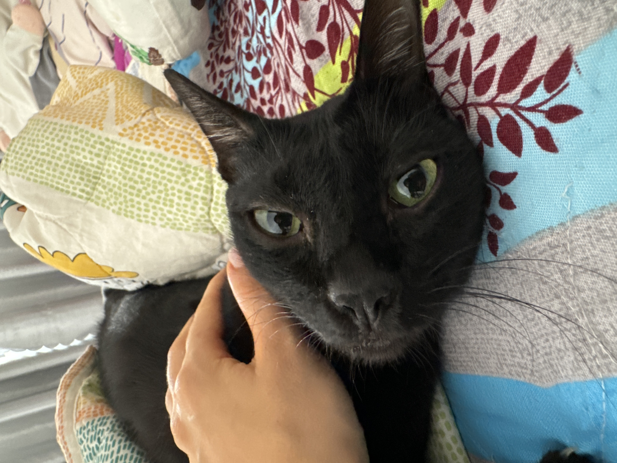 A black cat with green eyes lies on a bed covered in patterned bedding. A fair-skinned human hand is stroking the cat's cheek. The bedding has various colors and patterns, including yellow, green, blue, and red floral designs. The cat appears relaxed and is the central subject of the image. The location is unspecified.