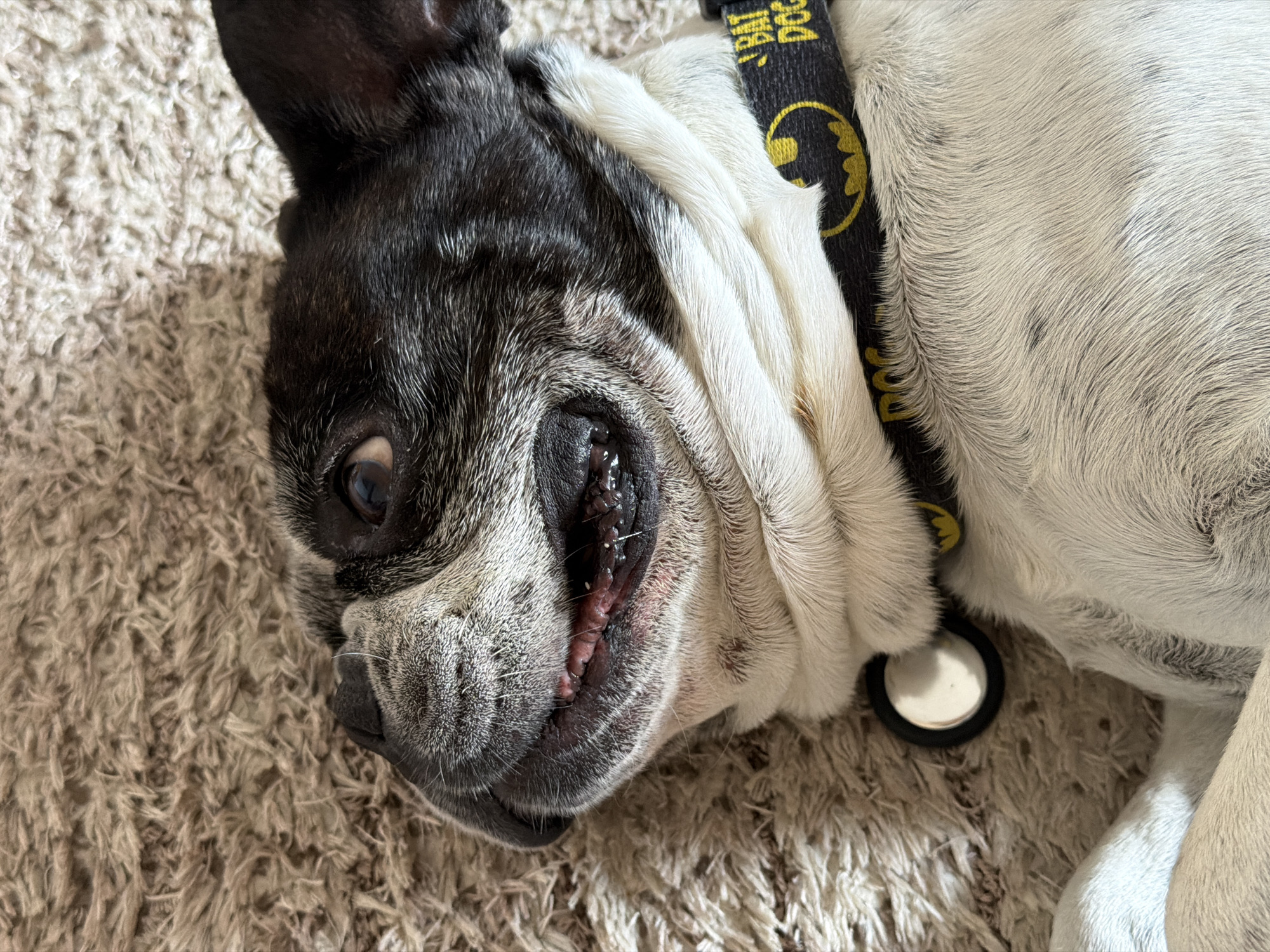A close-up, high-angle shot captures a French Bulldog lying on a beige carpet. The dog has a black and white coat, with black fur predominantly on its head and ears. It has a black collar patterned with yellow Batman symbols. A small, round identification tag is attached to the collar. The dog's eye is visible, reflecting light. The scene is well-lit. There is no indication this image was taken in Budva, Montenegro.