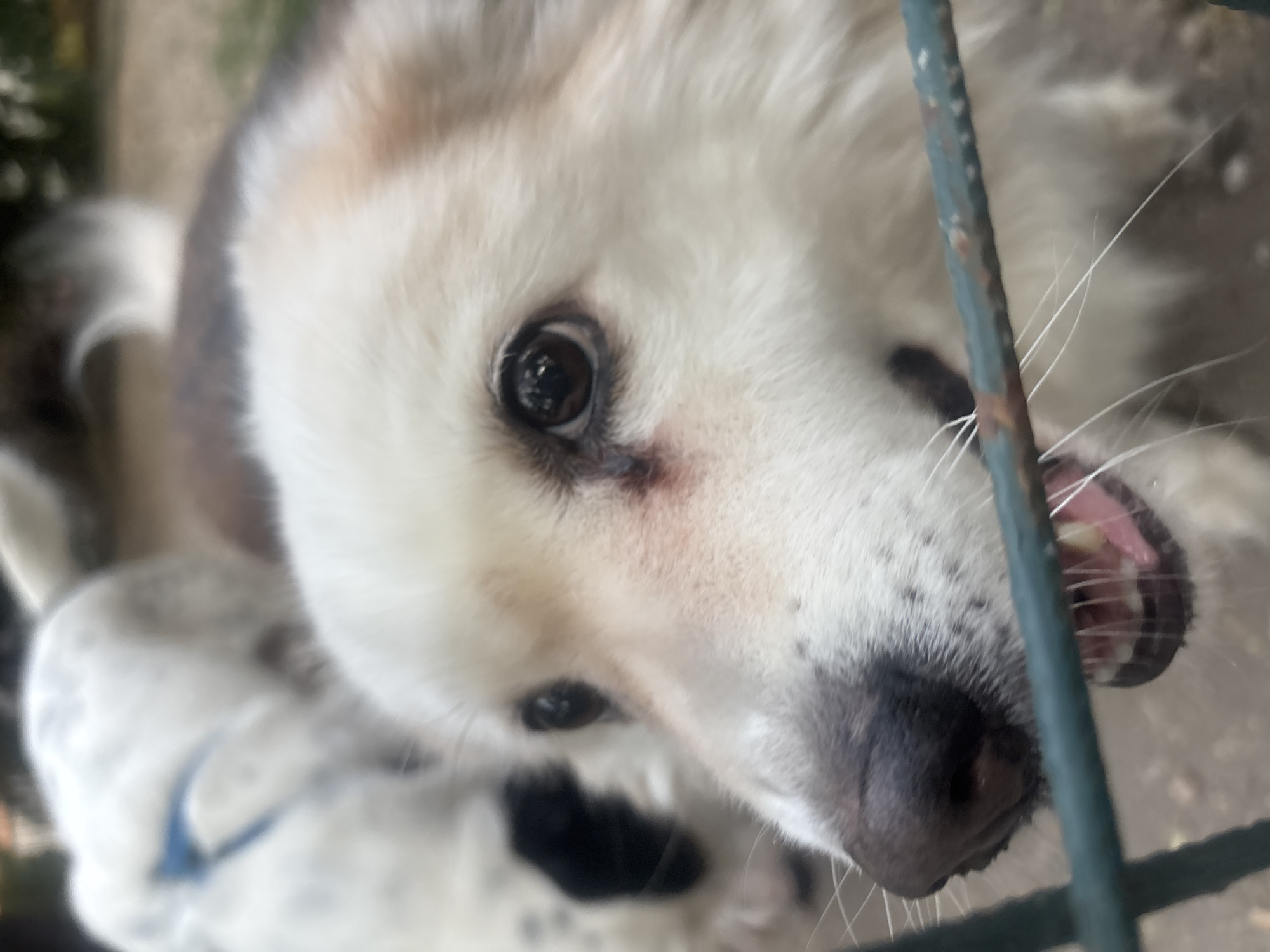 The image shows a close-up of a dog's face, peering through a green metal fence. The dog has white and light brown fur, dark eyes, and its mouth is slightly open, revealing its teeth and pink gums. Another dog, mostly white with black spots and a blue collar, is visible in the blurred background, positioned to the left and slightly behind the main subject. The environment appears to be outdoors, possibly a park or an animal shelter, with soil and some greenery visible in the background. The focus is on the prominent dog in the foreground.