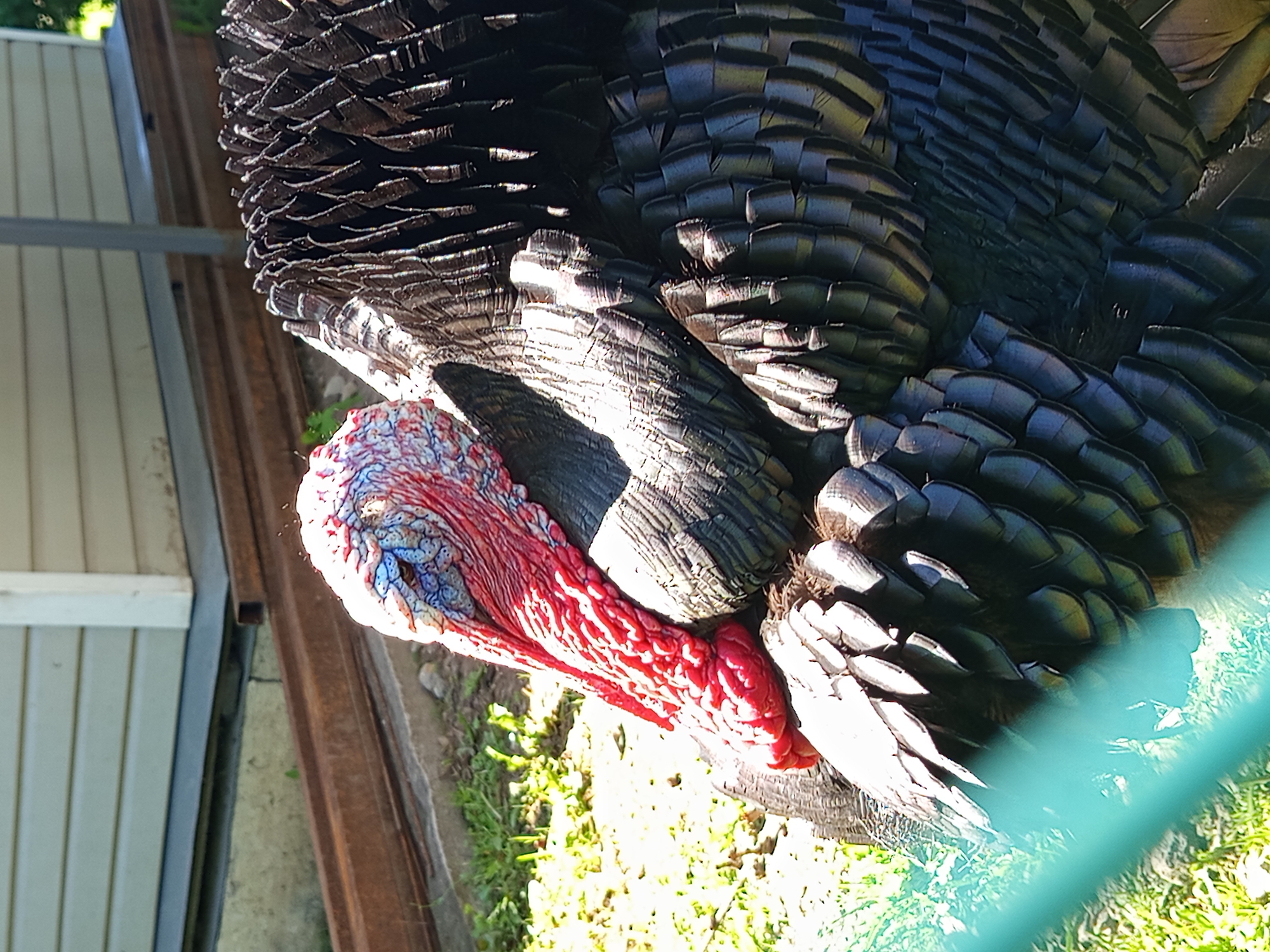 A close-up, side-profile, eye-level, medium shot captures a turkey with iridescent dark plumage. The turkey's head is raised and turned to the left, revealing its vibrant red wattles and blue-tinged skin, with its eye partially visible. The bird is situated outdoors on a grassy area with scattered weeds, with a blurred turquoise fence in the foreground. Behind the turkey, a weathered, rusty metal beam is visible, resting on a concrete foundation. Further in the background, a light-colored, horizontally paneled building stands. The scene appears to be in Gdov, Russia.