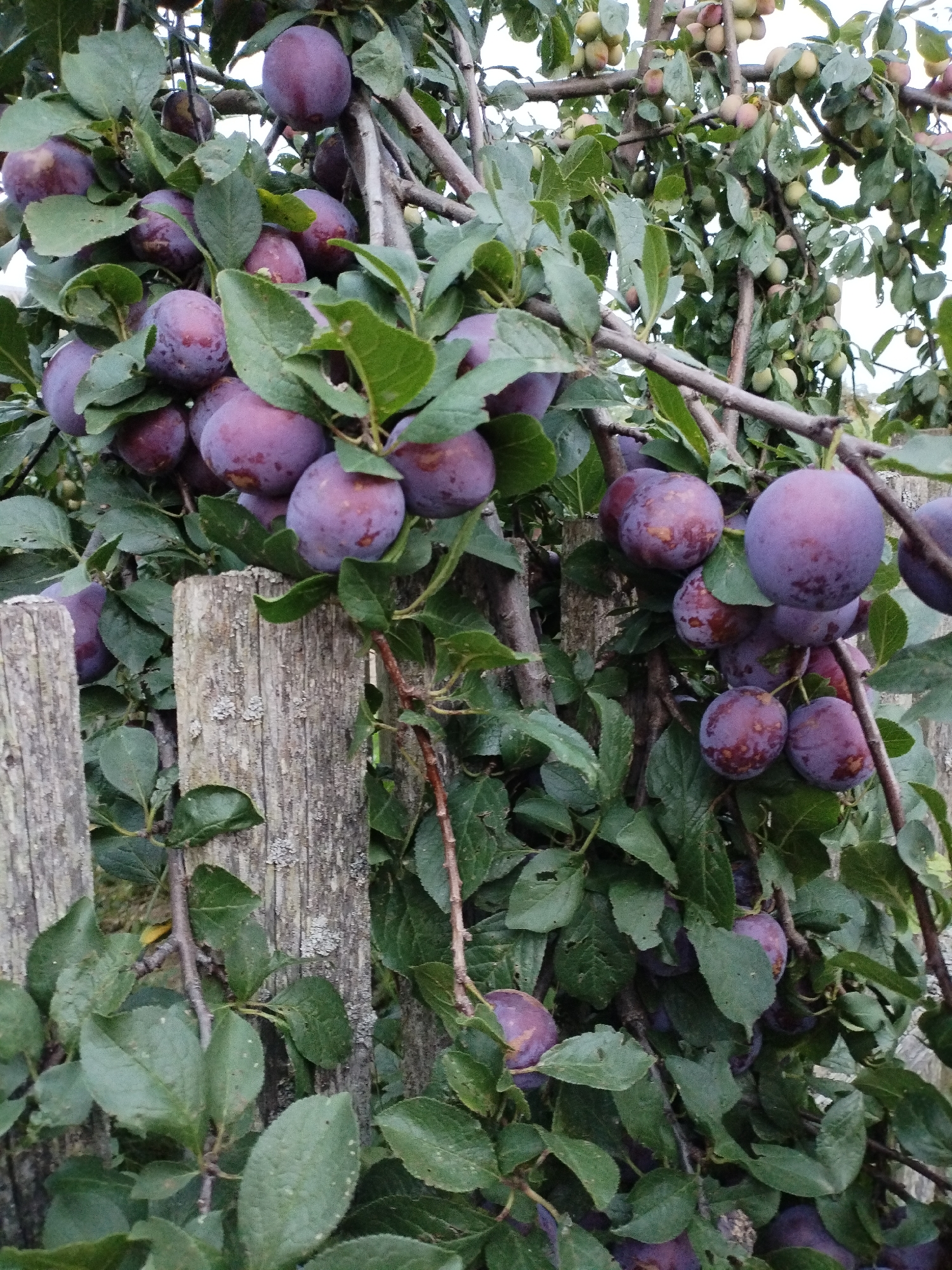 The image shows a close-up view of a plum tree laden with ripe, purple plums, positioned against a rustic wooden fence. The scene appears to be outdoors, likely in a garden or orchard, given the presence of a fruit-bearing tree and a weathered fence. The plums are in various stages of ripeness, with some appearing a deep purple and others a lighter shade with hints of red. The leaves of the tree are a vibrant green, providing a lush backdrop to the fruit. The wooden fence, made of rough-hewn planks, shows signs of age and weathering, with visible grain and texture. The lighting suggests it is daytime, possibly overcast, as there are no harsh shadows. The overall impression is one of abundance and a bountiful harvest. The specific location of Bialynichy, Belarus, is not visually evident from the image itself, as there are no identifying landmarks or contextual clues.