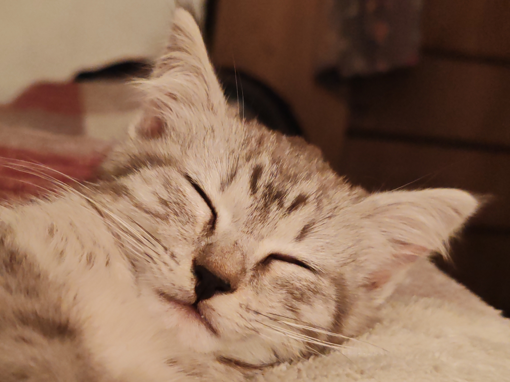 A close-up, indoor photograph shows a silver tabby cat sleeping. The cat's eyes are closed, and its head is resting on a soft, light-colored surface. The background is blurred and appears to be a domestic setting with muted colors, possibly furniture. The image does not contain any information about the city of Кашино, Russia, or any other specific location. The cat's fur displays a pattern of dark gray or black stripes against a lighter gray or silver base. Its whiskers are visible, fanned out around its nose and mouth. The lighting suggests a warm, ambient environment.