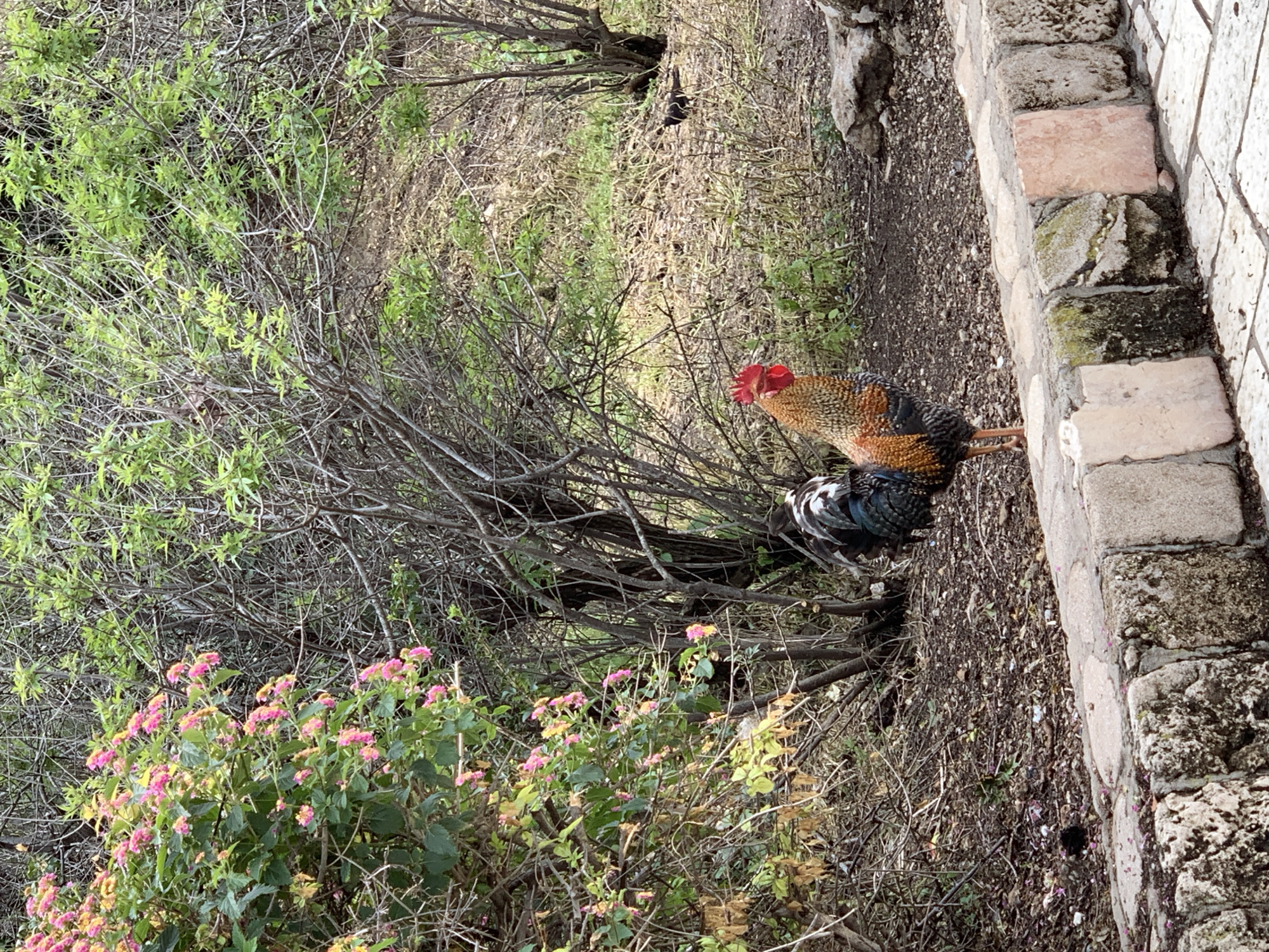The scene depicts a rooster standing in a vegetated area of Tel-Aviv, Israel. The rooster, positioned slightly left of center, displays a colorful plumage featuring golden-brown and black body feathers, iridescent blue-green and black tail feathers, and a prominent red comb and wattles. It stands on light-brown soil, its head oriented towards the right.
In the immediate foreground, a low retaining wall, constructed from irregularly shaped, mortared stone blocks in various shades including beige, pink, and dark, moss-covered sections, extends horizontally across the frame. Below this wall, a paved surface composed of light-colored, irregularly shaped flagstones is visible.
The background is densely vegetated. On the left, a bush with small pink and yellow flowers, indicative of a Lantana species, is prominent. The central and right background features numerous shrubs and small trees with a mix of bare branches and new green foliage. The ground cover behind the rooster consists of dry, sparse vegetation and light-brown soil. A small, dark-feathered bird is partially visible on the dry ground in the upper right background, mostly obscured by the surrounding plants. Scattered natural rocks are present on the ground near the right end of the retaining wall. The scene is illuminated by natural daylight.