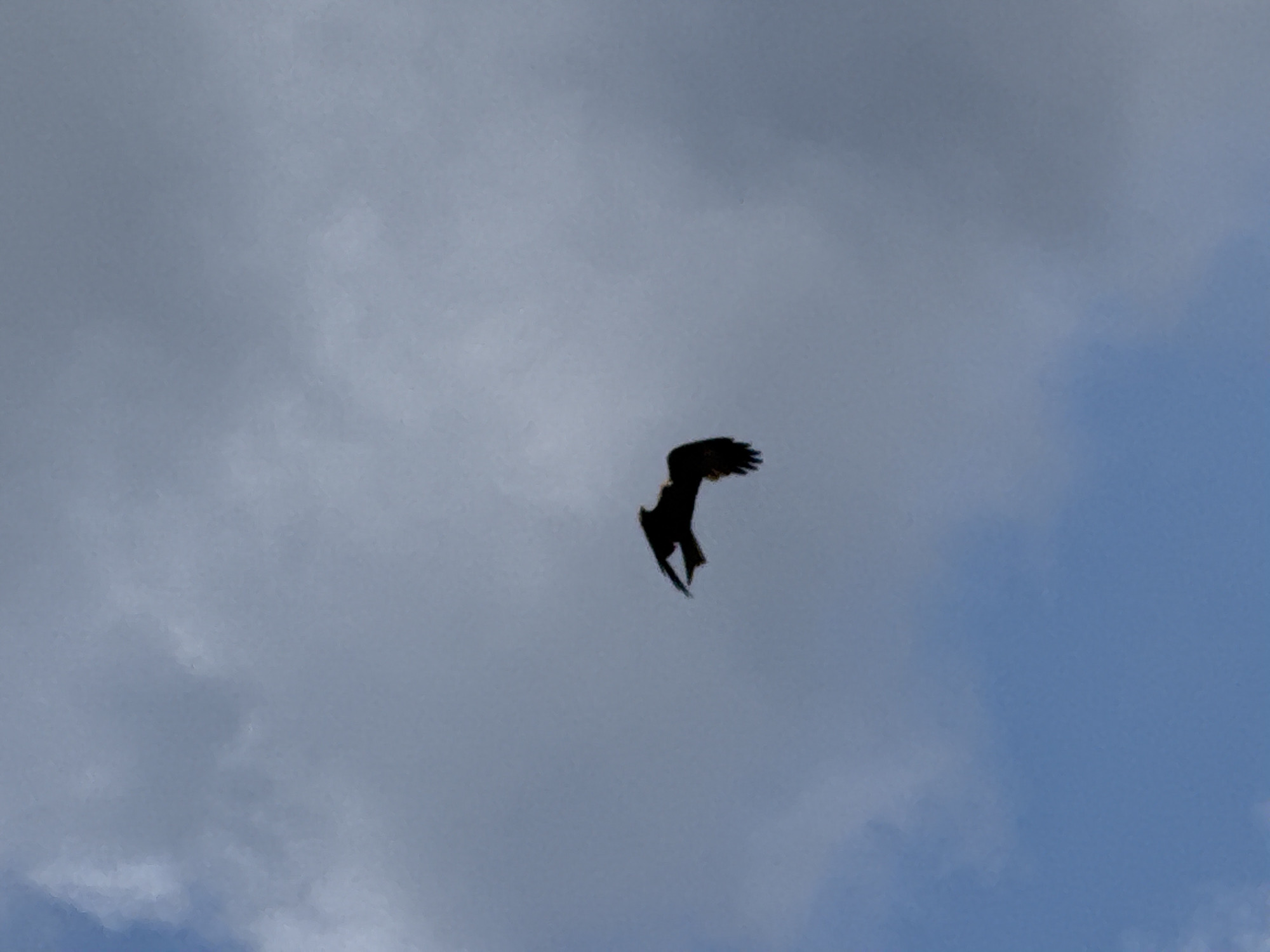 The image shows a silhouette of a bird in flight against a cloudy sky. The bird's wings are spread wide, and its body is angled downwards. The clouds are a mix of gray and white, with some areas of blue sky visible. The image appears to have been taken from below the bird, looking up. The location of T/B Seminskii Pereval, Russia is not discernible from the image itself.