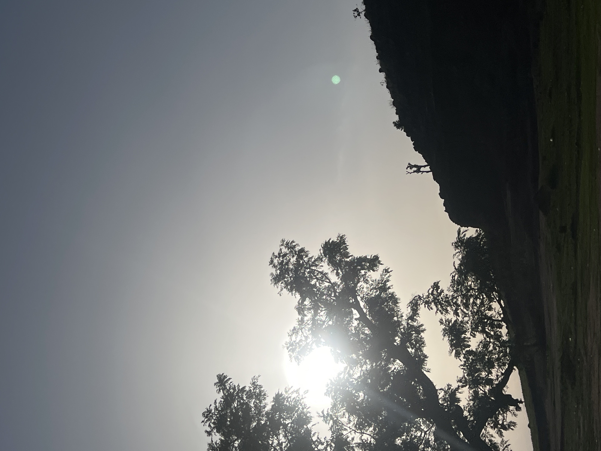 This image depicts a heavily backlit outdoor scene in Bauchi, Nigeria, characterized by strong silhouettes against a bright, hazy sky, indicative of either sunrise or sunset.
The sun, a prominent light source, generates a significant sunburst and lens flare effect, largely obscured but shining through the dense, dark silhouette of a large deciduous tree that dominates the left foreground. The tree's branches and copious foliage appear dark grey to black.
The sky occupies the majority of the upper frame, displaying a gradient from a darker blue-grey at the top to a bright, diffused white haze towards the horizon. A distinct circular green lens flare is present in the upper-right quadrant of the sky.
To the right, a steep, dark hillside is silhouetted against the bright sky, rising from left to right. The hill's rugged crest shows irregular outlines of sparse vegetation and rock formations. Two human figures are clearly visible in silhouette atop the hill's crest, positioned slightly left of its highest point. The figure on the left appears to have arms raised or outstretched, while the figure on the right stands beside them.
The immediate foreground consists of dark, shadowed ground, showing irregular grassy patches and small, indistinct objects. A small, light-colored object is discernible on the ground in the lower-right corner of the image.