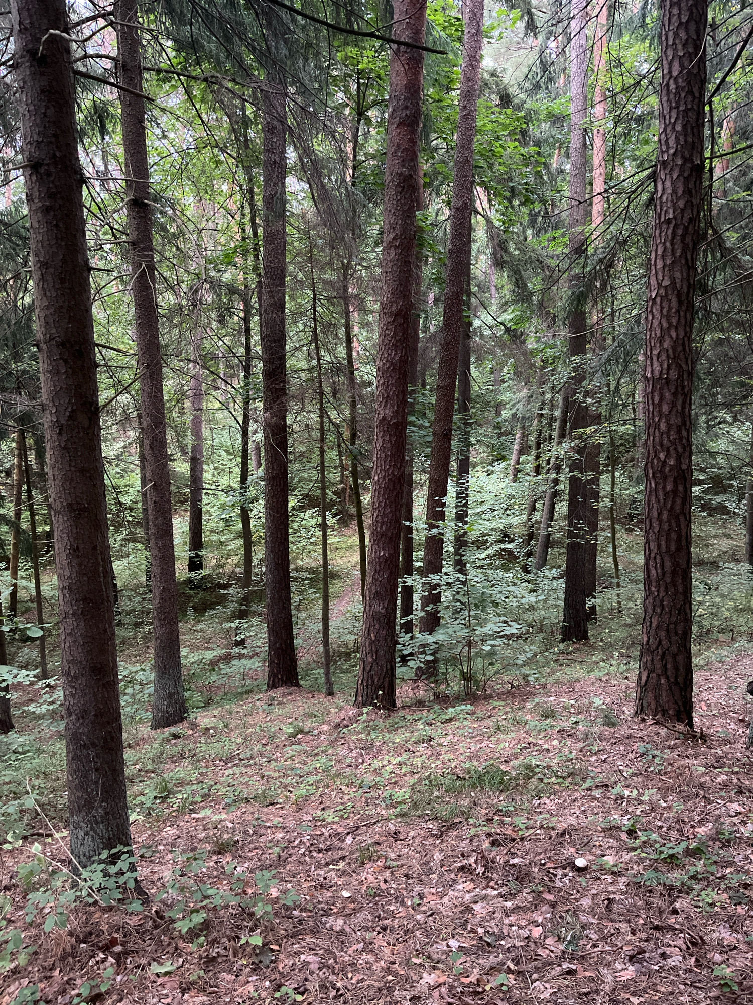 The image depicts a dense forest scene with numerous tall, slender pine trees. The forest floor is covered in a thick layer of dry leaves, pine needles, and some sparse green undergrowth. Sunlight filters through the canopy, creating a dappled light effect. The overall atmosphere is one of natural wilderness. The provided metadata indicates this image was taken in Kaunas, Lithuania.