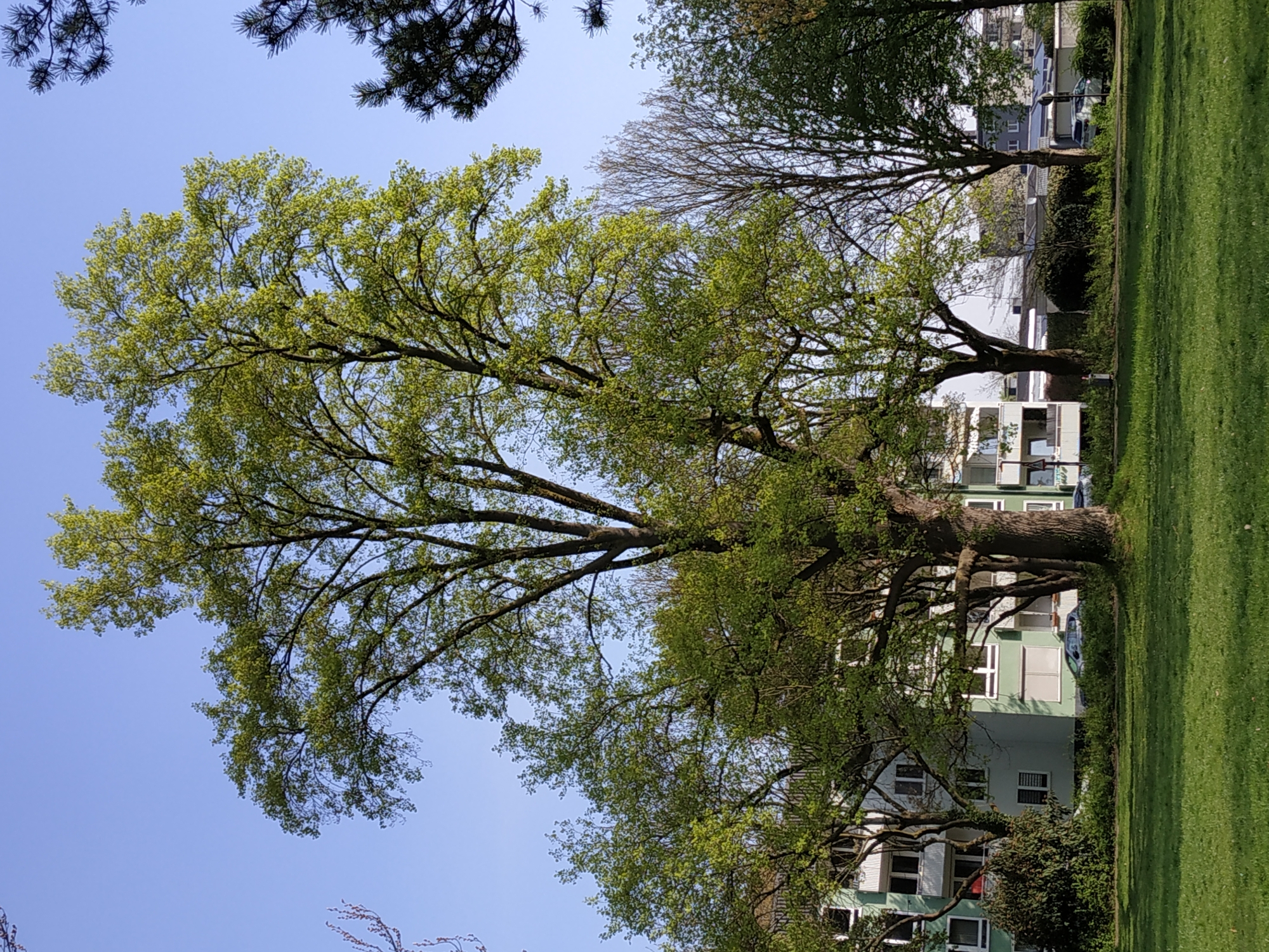 The image depicts a park scene in Dortmund, Germany. A large tree with green foliage dominates the frame, its branches extending towards a clear blue sky. A few other trees are also present, some with sparser foliage. Behind the trees, buildings painted in light green tones are visible. A strip of green lawn occupies the right side of the frame. The overall impression is one of a sunny day in an urban park.