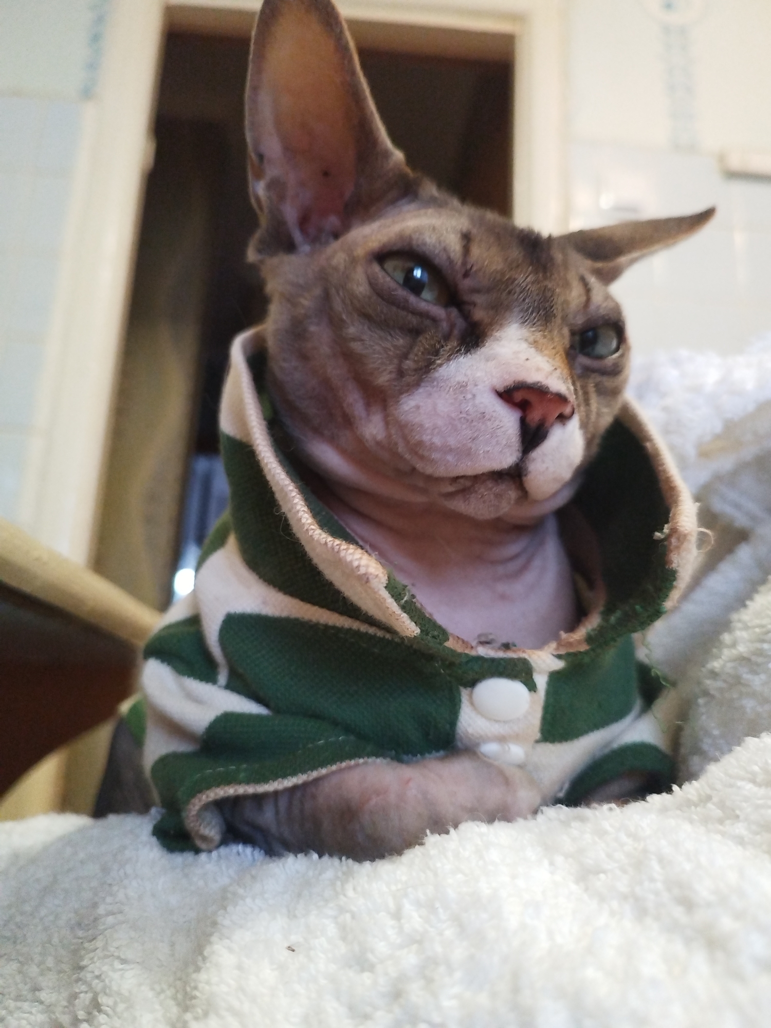 An indoor, eye-level, medium shot captures a Sphynx cat wearing a green and white striped sweater. The cat's head is tilted slightly, and it is looking towards the camera with a stern expression. Its skin is wrinkled, and its large ears are visible. The cat is positioned on a fluffy white surface, possibly a blanket or towel. The background is blurred, showing a doorway and part of a wall. The lighting appears to be artificial.