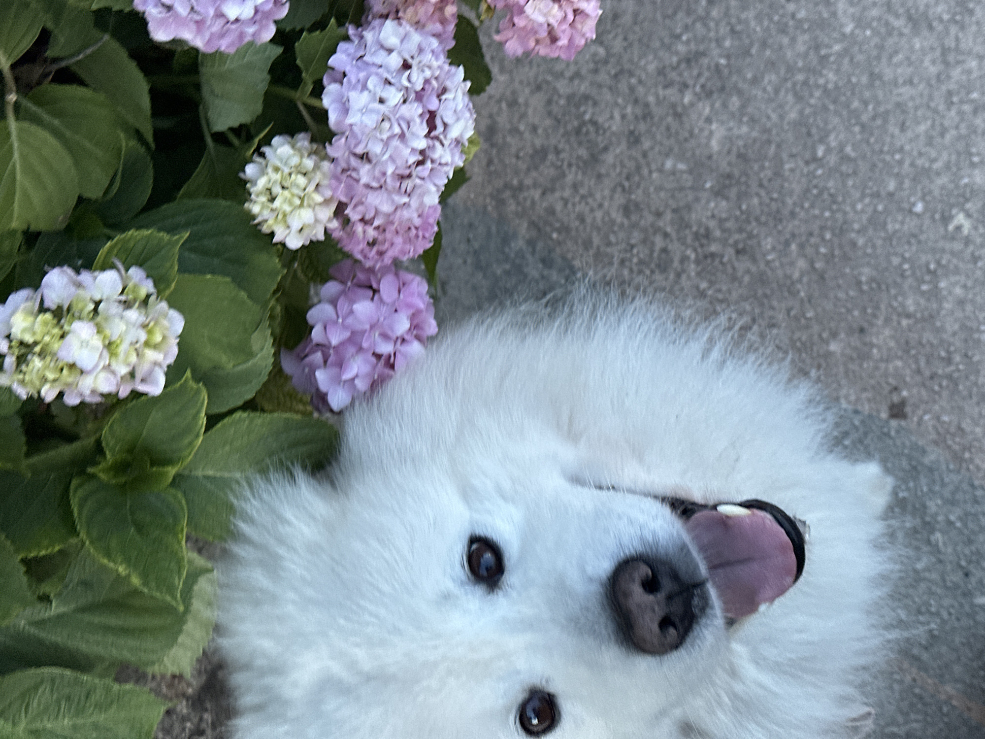 A Samoyed dog lies on a concrete surface next to a hydrangea bush in an outdoor setting. The dog is white with dark eyes and a black nose, and its tongue is visible. The hydrangea bush has green leaves and purple and white flowers. The location appears to be outdoors, with an unknown concrete surface. The scene does not include any indication of the location being Šušanj, Montenegro.