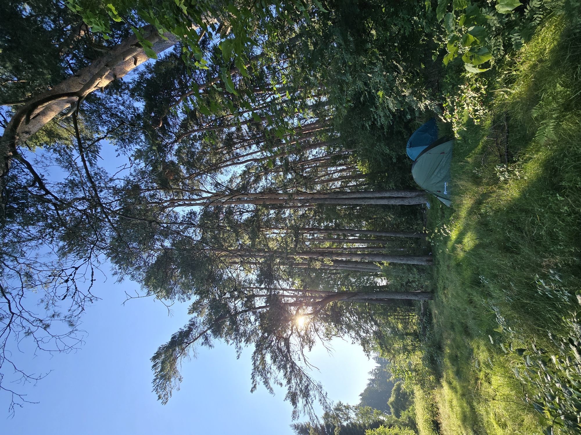 The image depicts a campsite nestled in a forest clearing near Voinskaya Chast' Mchs, Russia. Two tents, one green and one blue, are pitched on a grassy area bathed in dappled sunlight. Tall pine trees surround the clearing, their needles casting long shadows. The sky is a clear, bright blue, indicating fair weather. In the background, a dense forest extends into the distance, with the sun's rays filtering through the trees, creating a warm, inviting atmosphere. The overall scene suggests a peaceful, outdoor recreational setting.