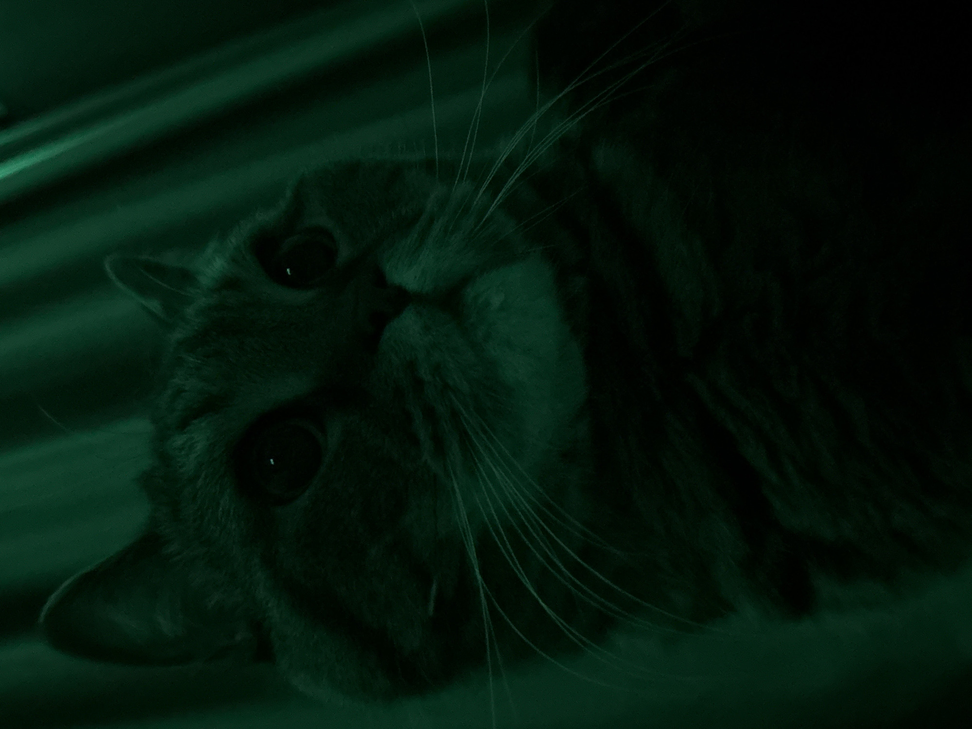 A close-up, dark, and grainy photograph features the face of a cat bathed in a green light. The cat's fur appears to be a tabby pattern, with visible whiskers and large, dark eyes. The background consists of blurred vertical lines, suggestive of curtains or drapery, also illuminated by the green light. The image has a low depth of field, with the cat's face in sharp focus and the background softly blurred. There are no indications of people, actions, or interactions. The setting does not contain any discernible elements that would place it in Mikhaylovsk, Russia, or any other specific urban location.