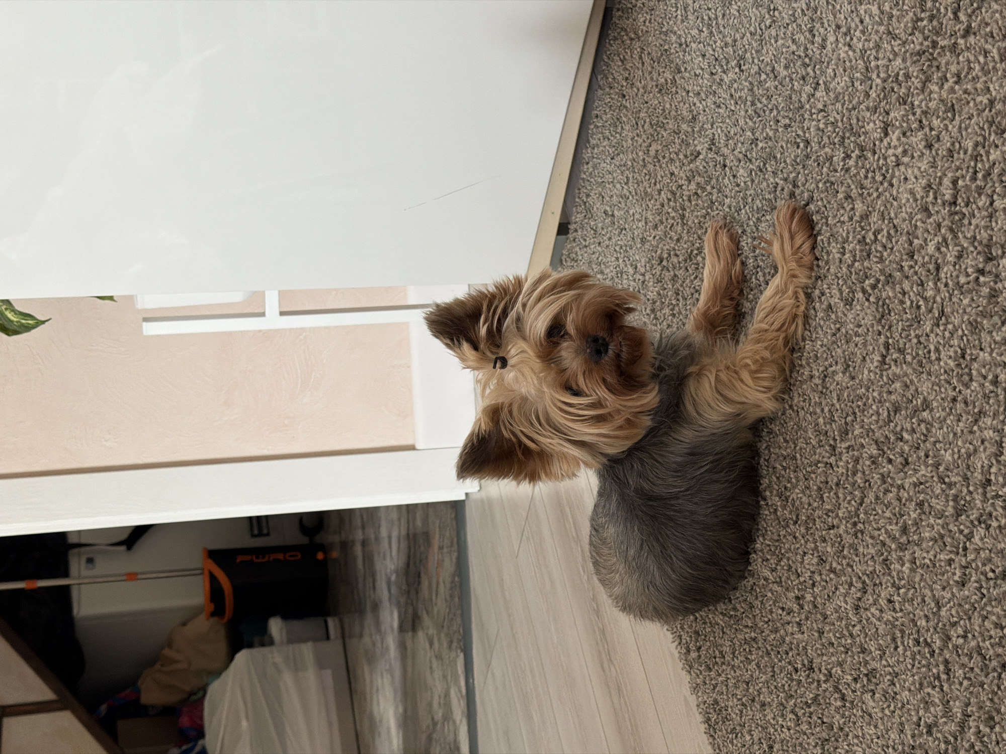 A small, brown and grey Yorkshire Terrier dog lies on its side on a grey carpet. The dog's head faces the viewer, with its front paws outstretched. To the left of the dog, there's a white cupboard and a section of a wall, beneath which is visible an open space containing various items. The image was taken in a home. There is no mention of Rossiyskiy, Russia in the image.