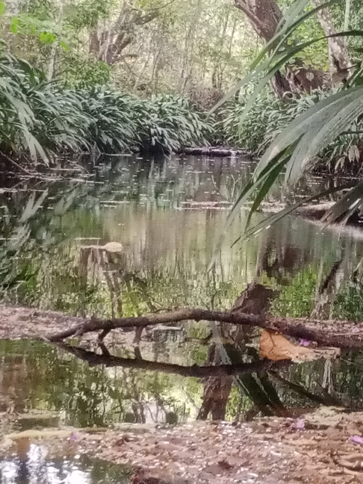 The image depicts a murky, slow-moving body of water, likely a stream or small pond, surrounded by dense vegetation. The water reflects the surrounding foliage, including trees, shrubs, and palm-like plants. A fallen branch lies across the foreground, partially submerged in the water. A discarded brown leaf or trash item is caught on the branch. The scene is overgrown and appears untended, suggesting a natural or abandoned area. While the location is reportedly in Tinaquillo, Venezuela, the image itself doesn't offer definitive contextual clues to confirm this information. There are no people visible in the image.