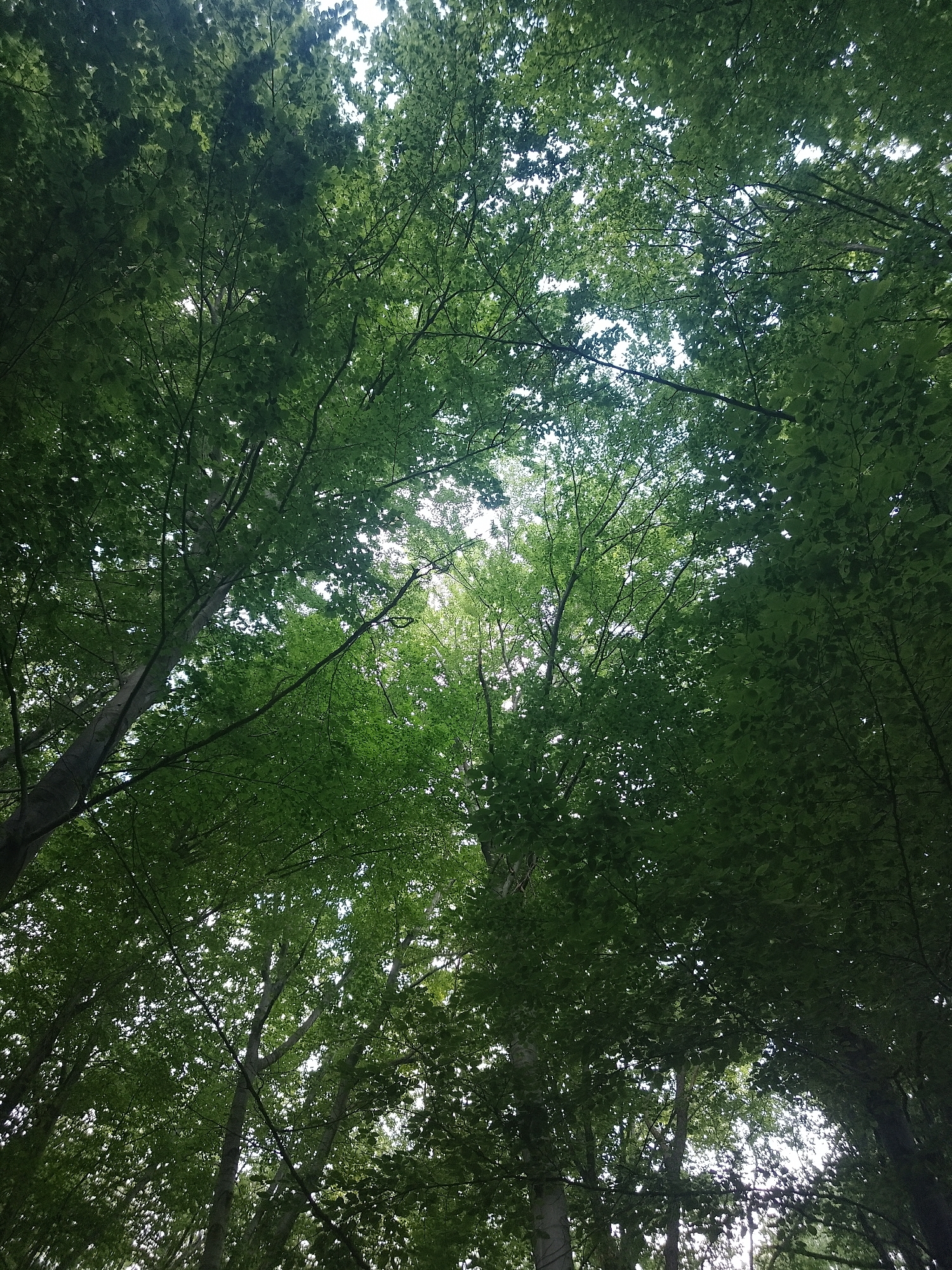 This image depicts a view looking upwards through the canopy of a deciduous forest. The leaves are a vibrant green, indicating a time of year with full foliage, likely spring or summer. Sunlight filters through the dense leaves, creating a dappled light effect and illuminating the sky beyond. The trunks of tall trees are visible in the lower portions of the image, their bark varying in texture and color from light grey to darker brown. The scene suggests a natural setting, possibly a park or a forested area within or on the outskirts of a city. Given that the location is specified as Sofia, Bulgaria, this could be within Vitosha Mountain, a protected area on the outskirts of the city known for its extensive forests, or one of the larger city parks that feature significant tree cover. There are no people or man-made objects clearly visible in the image, emphasizing the natural environment.