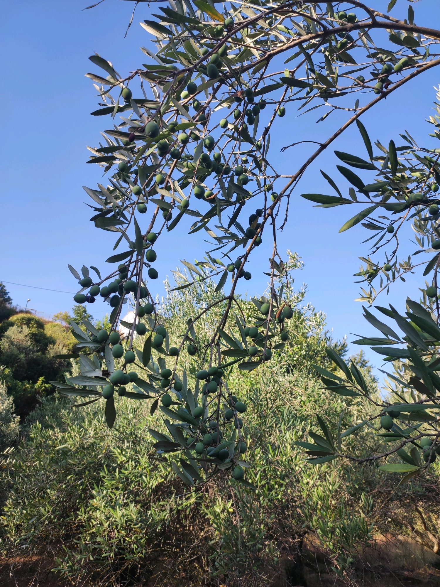 The image captures an olive tree laden with green olives against a clear blue sky. The branches of the tree dominate the foreground, with clusters of olives hanging from them. The background shows a dense growth of olive trees and vegetation, suggesting an orchard or natural olive grove. A subtle incline of land is visible on the left, with some structures partially obscured by foliage. The overall scene depicts a rural landscape, characteristic of areas like Suera, Spain, known for its olive cultivation. There are no people or animals visible in the image. The lighting suggests it is daytime, likely late morning or early afternoon, with sunlight filtering through the leaves.