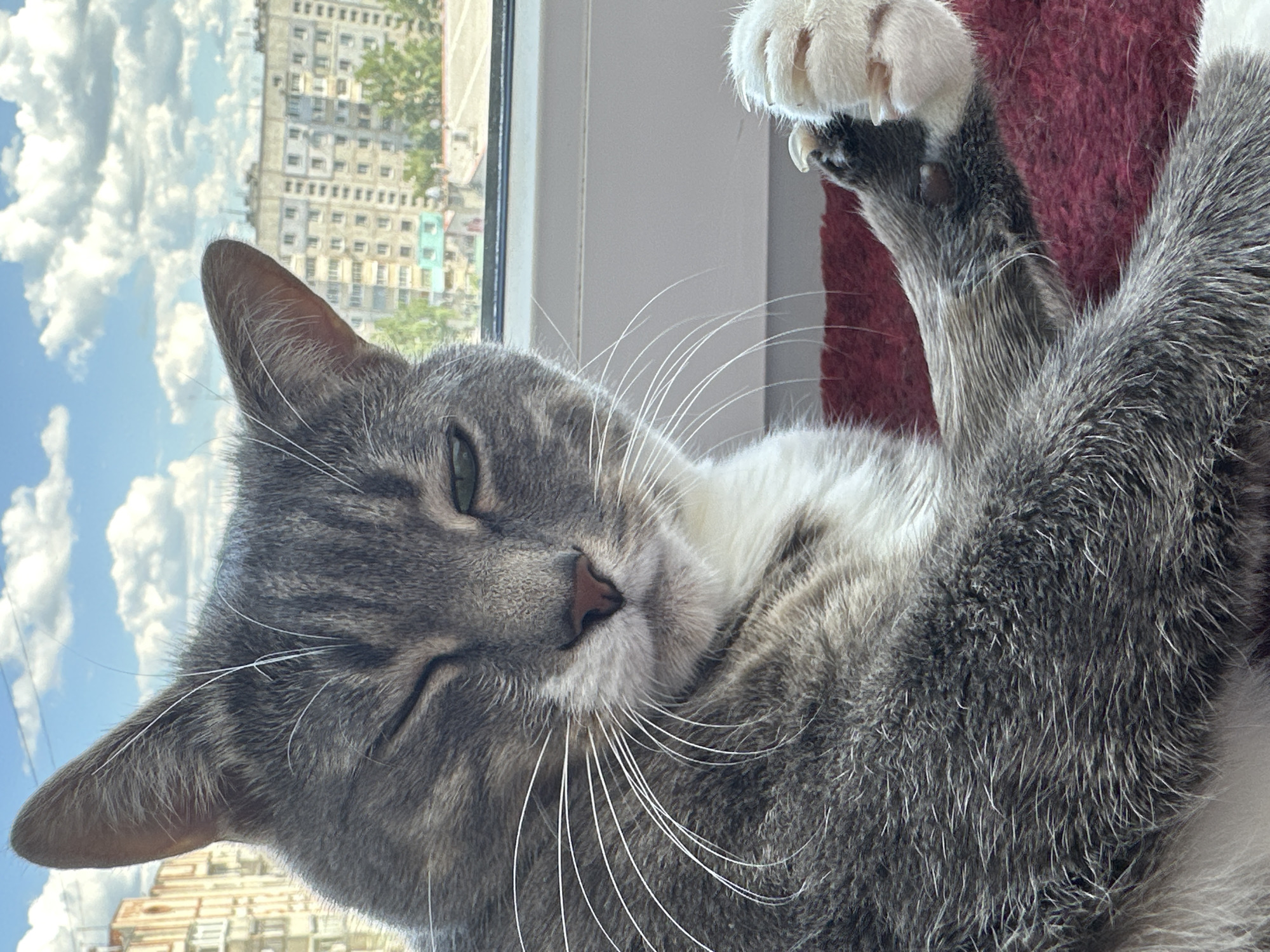 A close-up, eye-level shot focuses on a gray tabby cat with white markings. The cat is lying down, with its left eye partially closed, giving it a winking appearance. Its right paw is raised, revealing sharp, extended claws. The background is out of focus, showing a cityscape with buildings and a bright, cloudy sky. The cat is positioned on a reddish-pink textured surface, likely a blanket or cushion, and part of a white window sill is visible behind it.