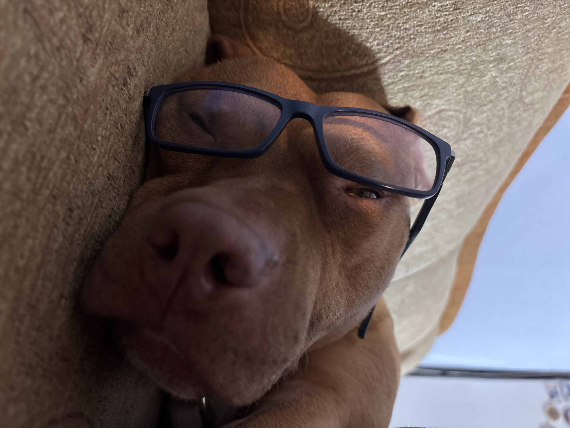 A brown dog with black-rimmed glasses is resting its head against a brown, textured couch. The dog's eyes are partially closed. The background includes a glimpse of a bright blue sky. This is likely indoors, but no specific location in Sofia, Bulgaria is evident.