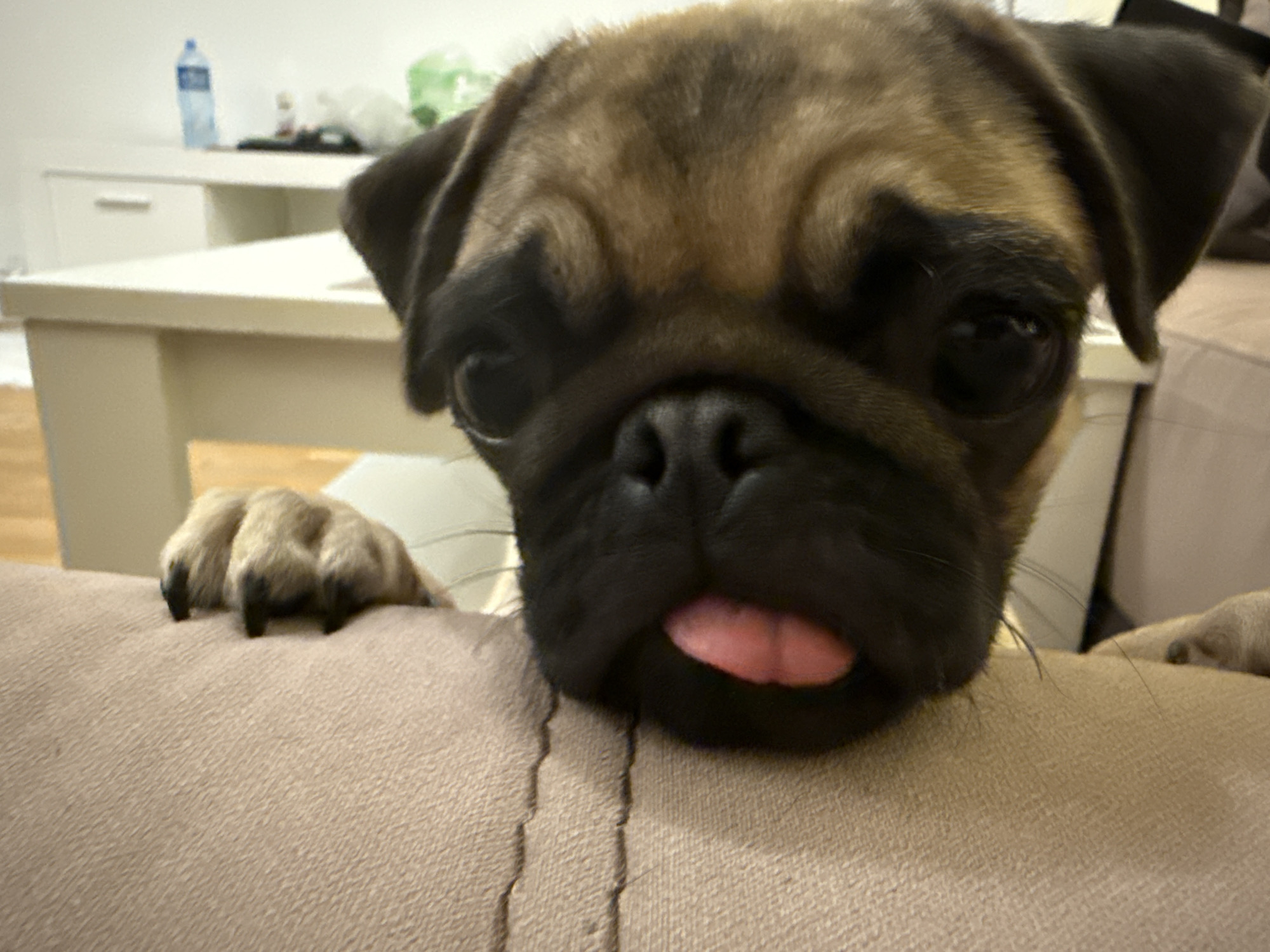 An extreme close-up, low-angle shot captures a pug puppy's face as it peeks over a textured, beige surface, possibly a sofa or bed. The puppy's dark eyes are wide, and its tongue is sticking out slightly. The background is blurred, showing hints of a domestic environment with furniture and a bottle of water on a shelf. The lighting is soft, illuminating the puppy's face and the texture of the surface it rests on. The image is focused on the puppy's expression and its immediate surroundings.