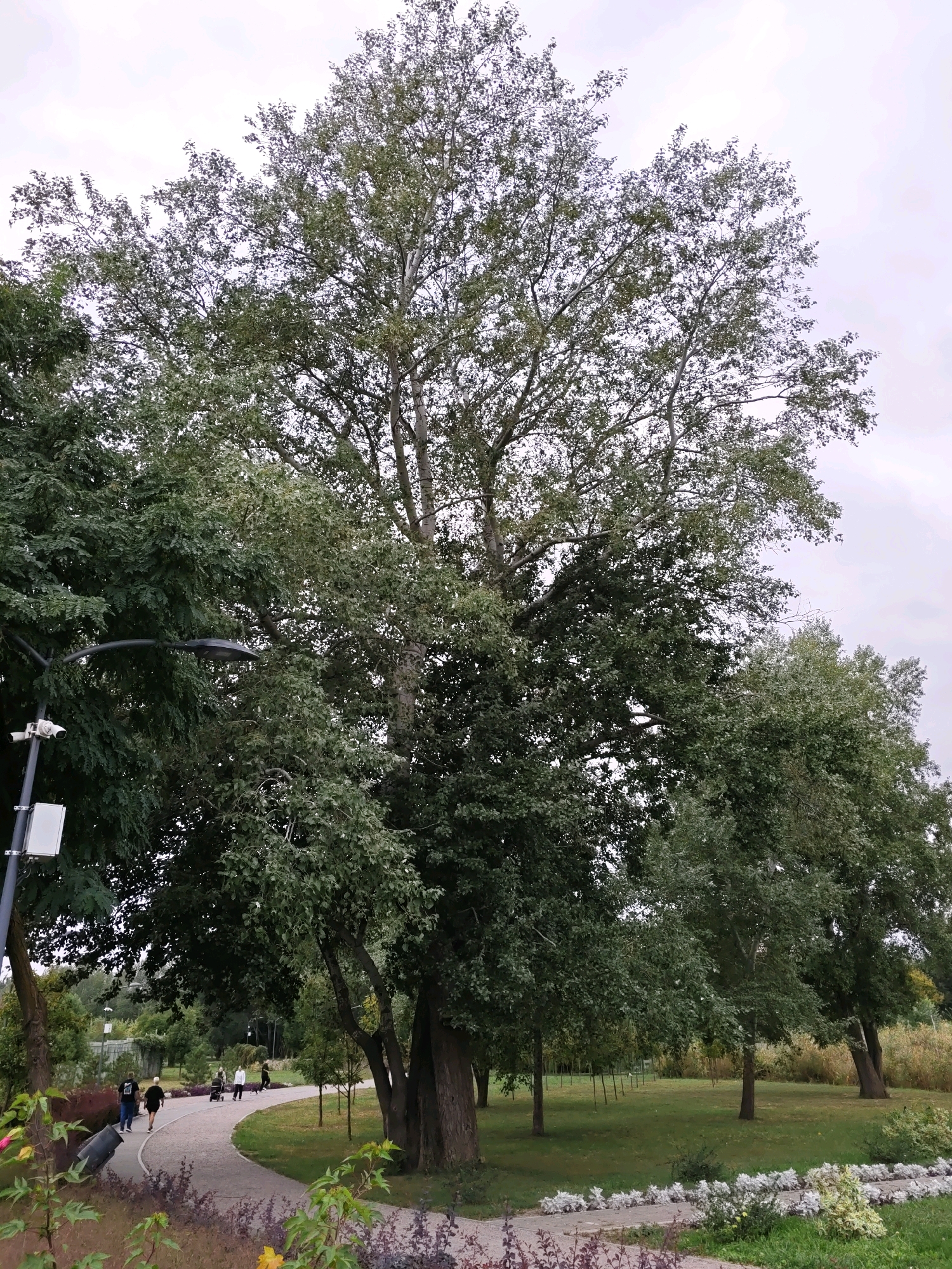 The image shows a park in Rostov-on-Don, Russia, featuring a large, mature tree in the center, with a winding paved path and a group of people walking. The sky is overcast. To the left, there's a lamppost with a security camera and a white box attached. The park has green grass, other trees, and some decorative plants. The path curves through the park, with people strolling in the background. The overall scene depicts a casual outdoor setting with elements of urban infrastructure.