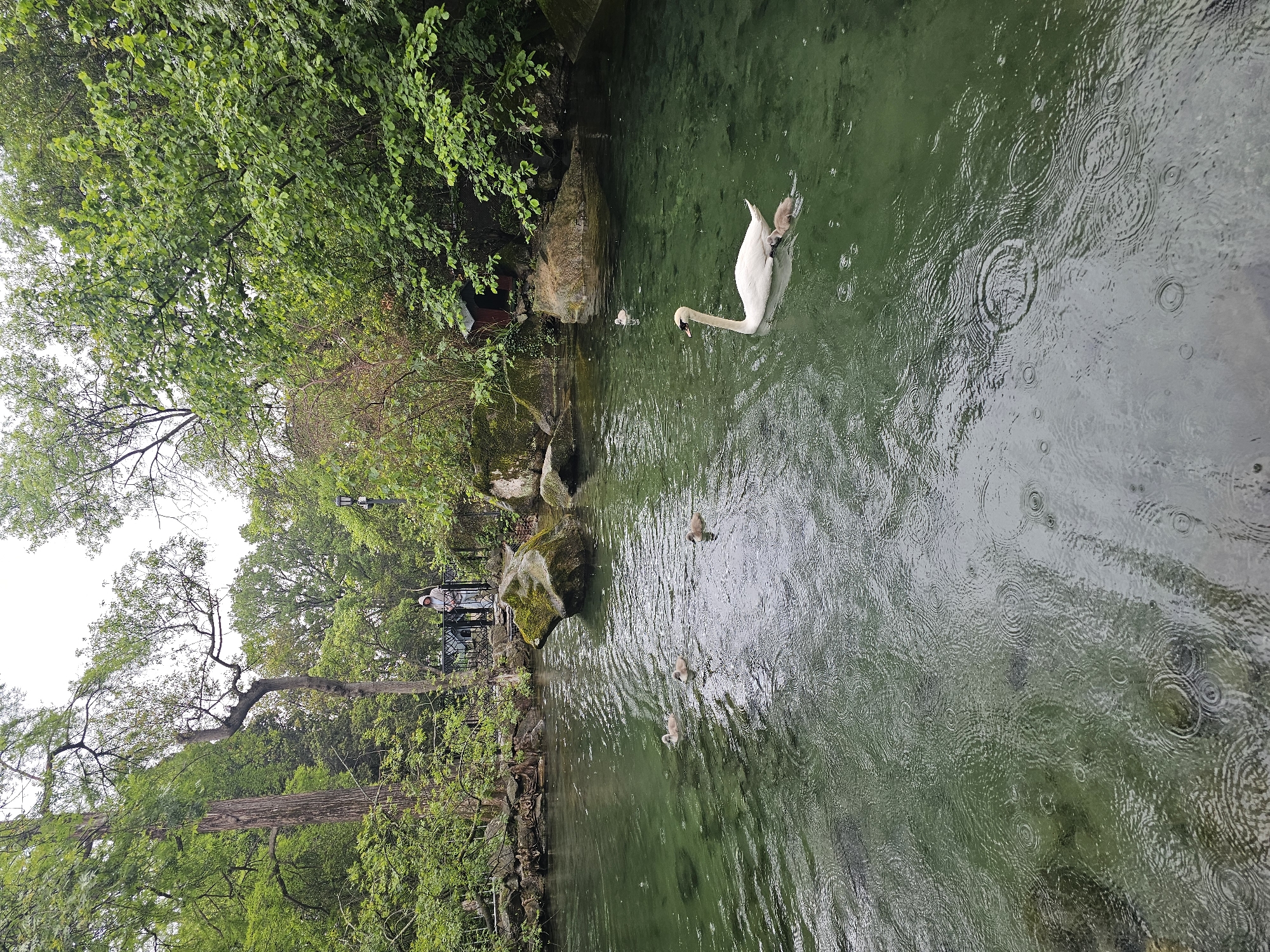 The image shows a body of water, likely a pond or stream, surrounded by lush greenery, indicating a natural or park-like setting. A large white swan is swimming in the water, carrying a cygnet on its back. Several other cygnets are swimming nearby. The water is murky, with visible ripples suggesting movement and possibly rainfall. The surrounding environment consists of trees, rocks, and possibly some constructed elements like a bridge or pathway in the background. The scene is in Алупкинский городской совет, Ukraine.