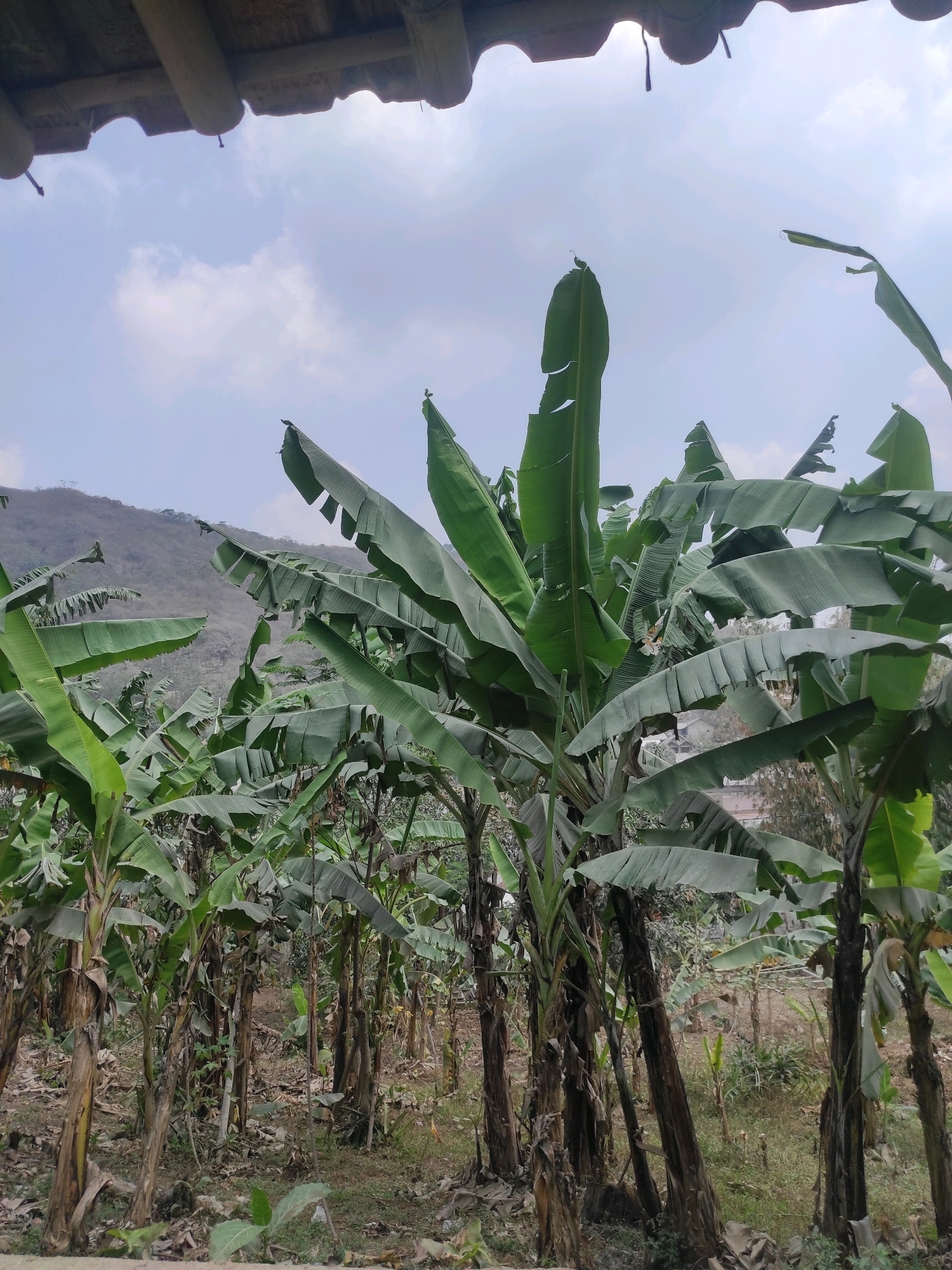 A wide-angle, eye-level shot captures a dense grove of banana trees in Gunungmasigit, Indonesia. The foreground is dominated by the tall, thick trunks of several banana plants, their large, green leaves unfurling and partially obscuring the view. Some leaves are tattered, indicating natural wear and tear. The ground beneath the trees is covered in dry leaves and debris, with some scattered green foliage. In the middle ground and background, more banana plants extend into the distance, creating a lush, somewhat wild appearance. Beyond the grove, a dry, barren hillside rises under a cloudy, pale blue sky. The upper edge of the frame is lined with the underside of a corrugated roof structure, casting a shadow over the top portion of the scene. The overall impression is one of a tropical, natural environment, likely an agricultural area or a wild patch within the populated region.