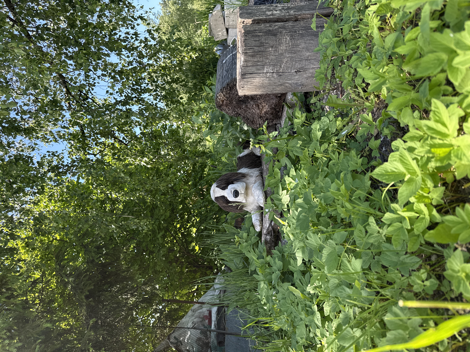 A high-resolution vertical outdoor photograph, captured in the city of Imeni Sverdlova, Russia, depicts a static scene dominated by natural foliage and a large dog statue under bright sunlight.
In the central foreground, a realistic statue of a St. Bernard-type dog, featuring white and dark brown or black markings, rests on a low, possibly wooden, support partially obscured by green ground cover. The statue is in a lying-down position, facing forward with its front paws extended. The material appears sculpted, mimicking fur texture.
The ground in the foreground is densely covered with vibrant green plants, characterized by broad, serrated leaves and some taller blades of grass, creating a lush, overgrown appearance.
To the immediate right of the dog statue, an upright, weathered cylindrical wooden stump with visible growth rings and cracks stands prominently. Behind this stump, a darker, irregularly shaped wooden log or burl rests horizontally. Further in the background on the right, several light-colored, rough-hewn blocks, possibly concrete, are visible amongst the vegetation.
In the left background, a light-colored, possibly white or grey, tarp or fabric covers an indistinct mound or makeshift structure. A section of dark metal mesh or fencing is partially visible to its left.
The background is filled with dense green tree foliage, indicating a heavily wooded or overgrown area. Sunlight filters through the leaves, creating bright highlights and casting varied shadows, suggesting a clear, sunny day, likely mid-morning to early afternoon. The upper left features darker conifer needles, while the upper right displays lighter green, more delicate deciduous leaves, possibly birch. No human presence is observed in the image.