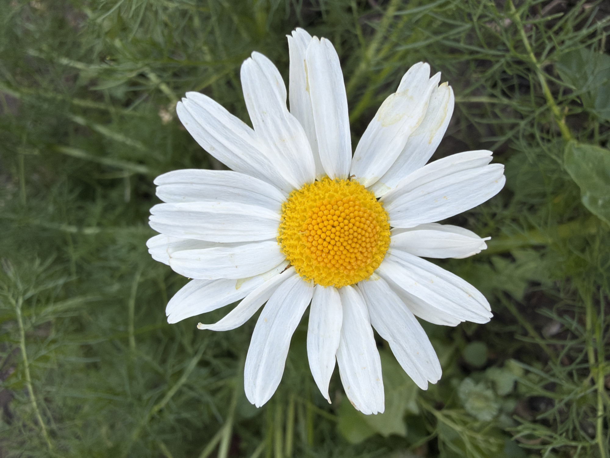 The image shows a close-up, top-down view of a white daisy with a bright yellow center. The daisy is in full bloom, surrounded by green foliage. The location is Bolsheustyikinskoye, Russia. No people are visible.